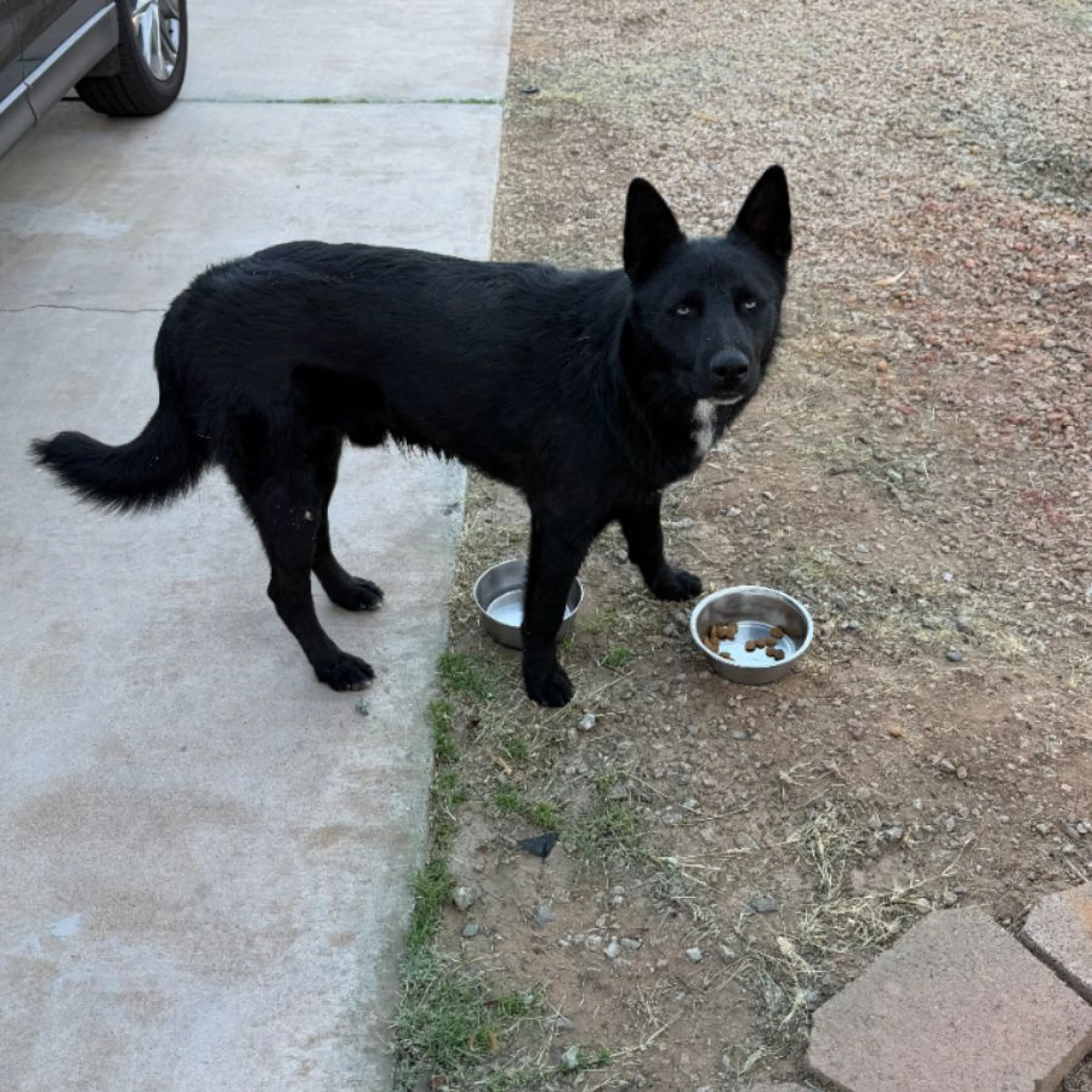 Found pet