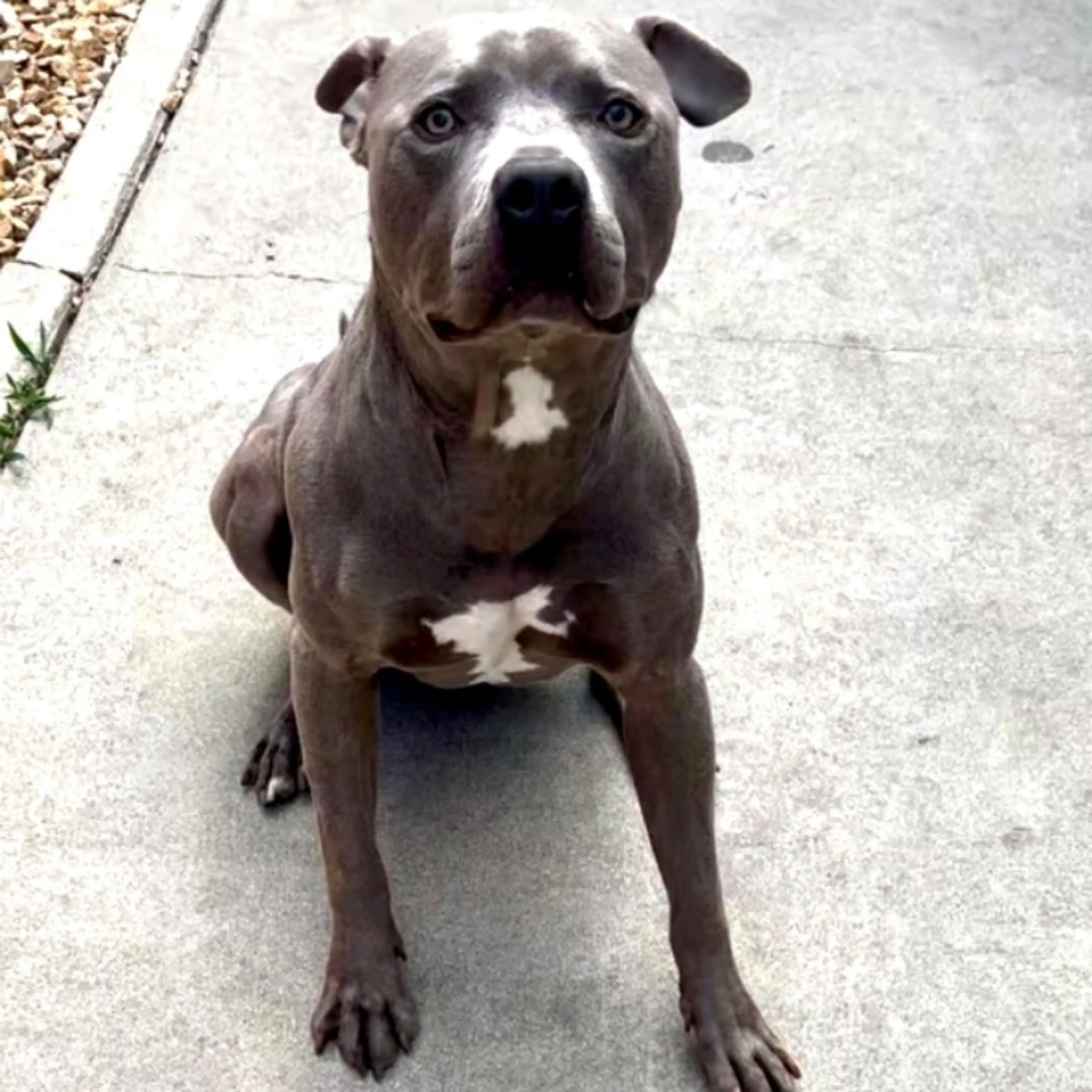 Lost pet