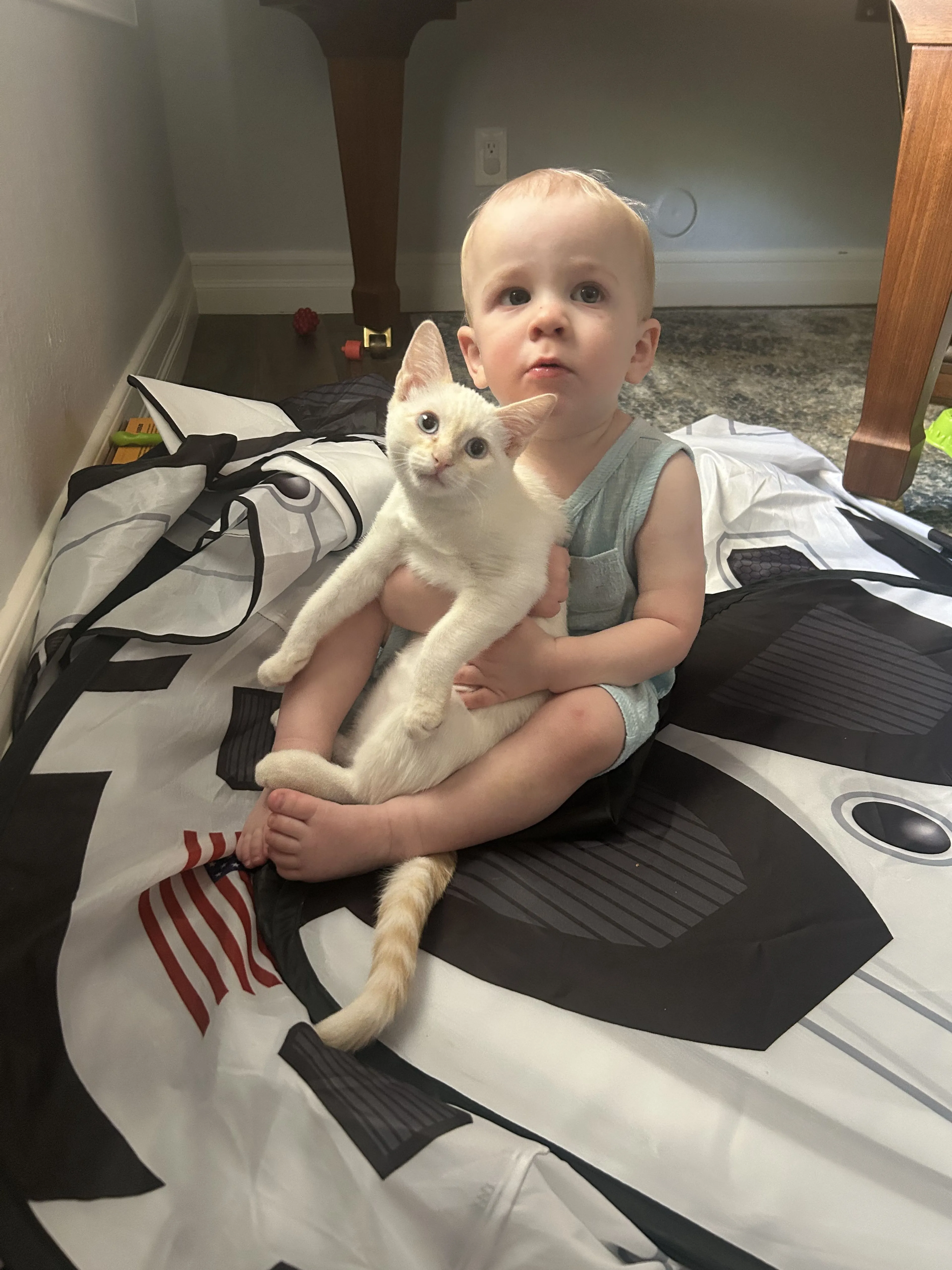 Lost pet-1