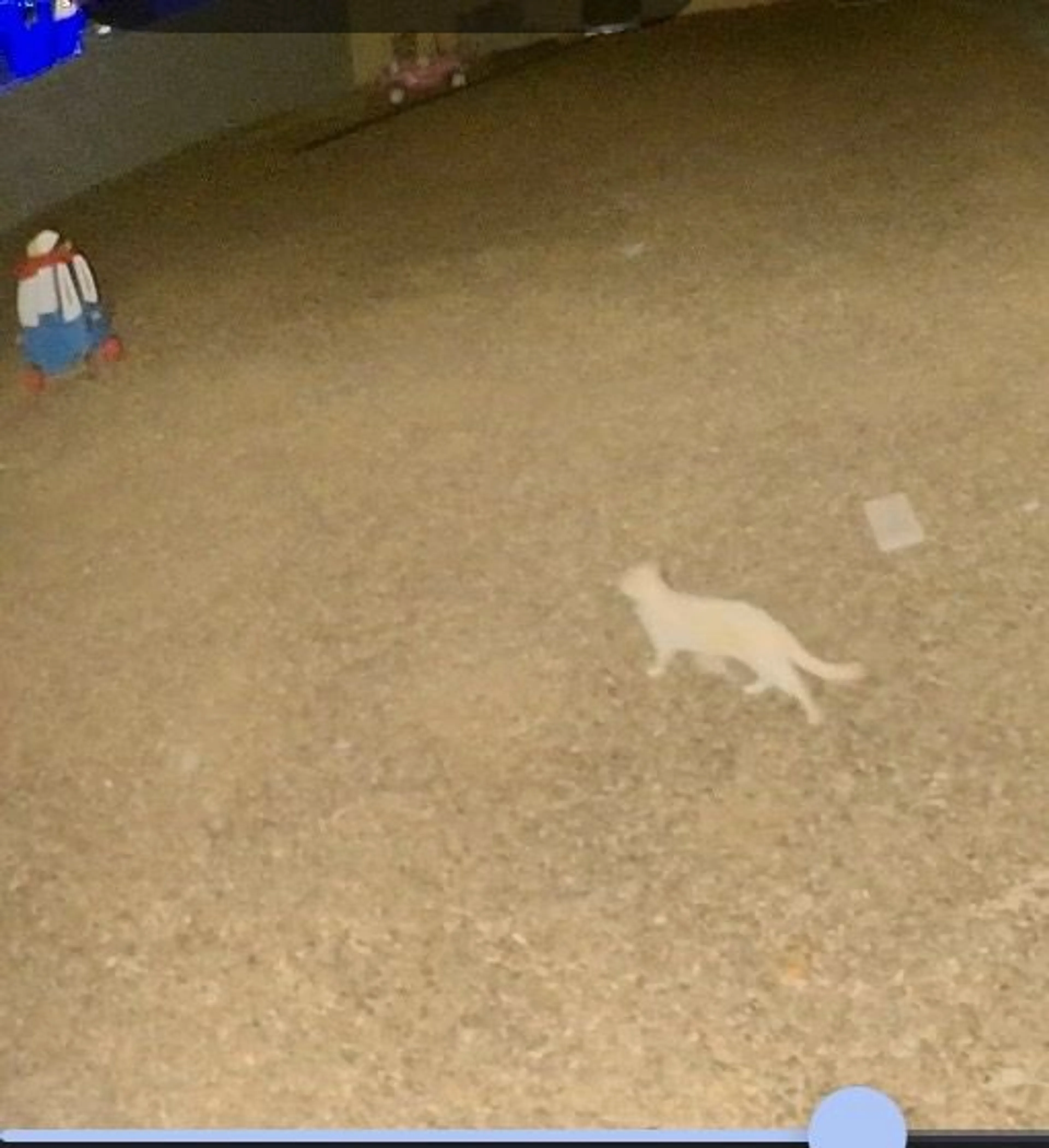 Lost pet-0