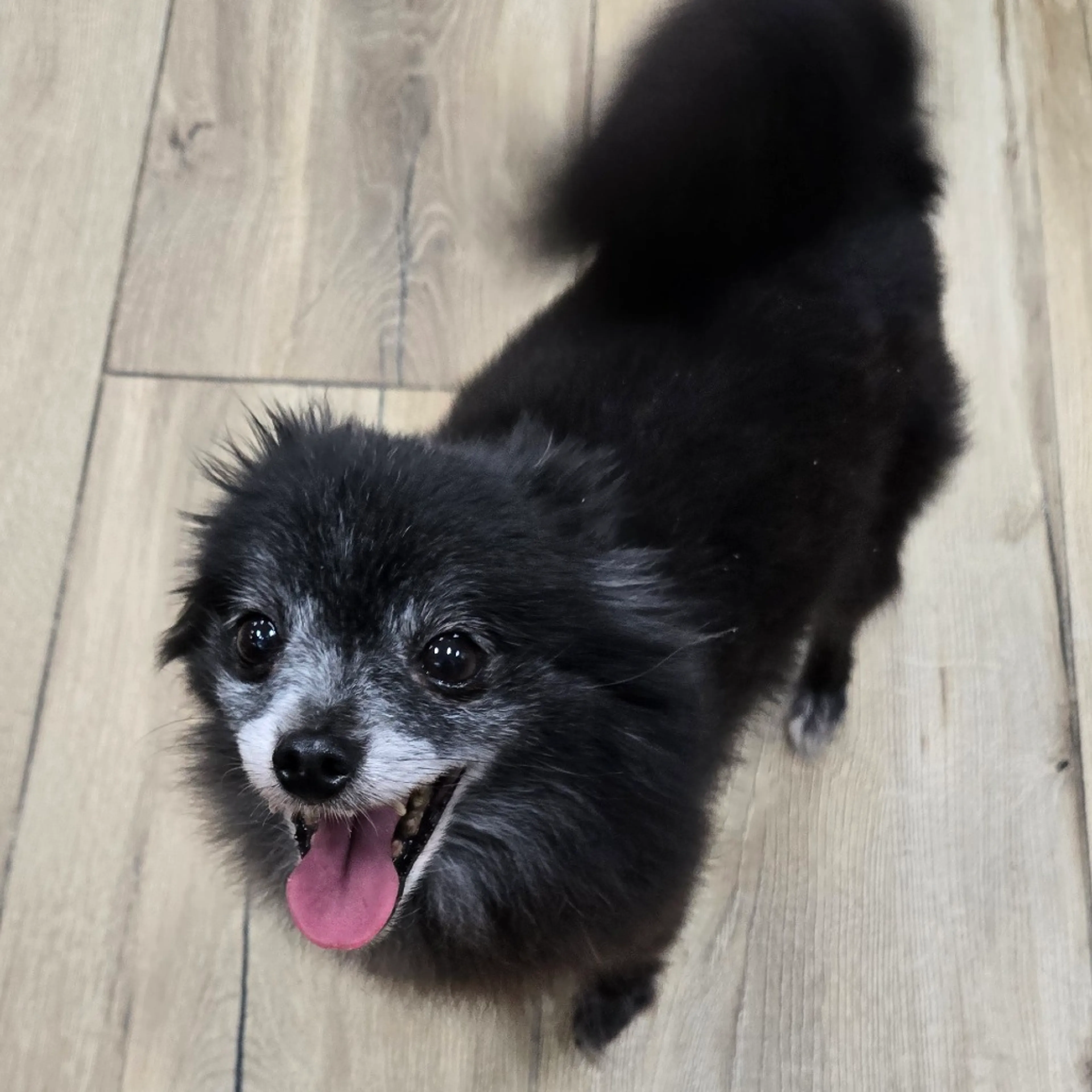 Found pet-1