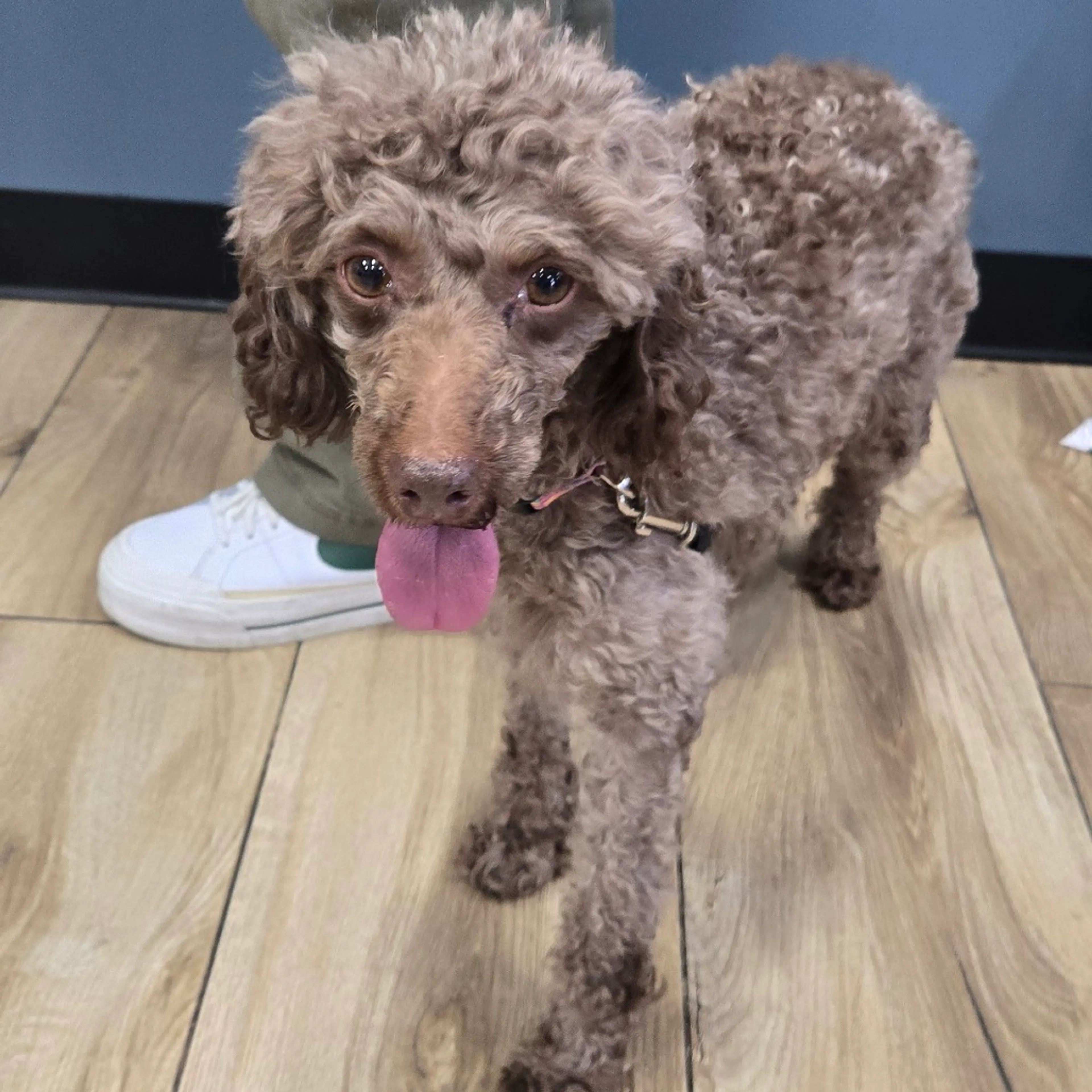 Found pet
