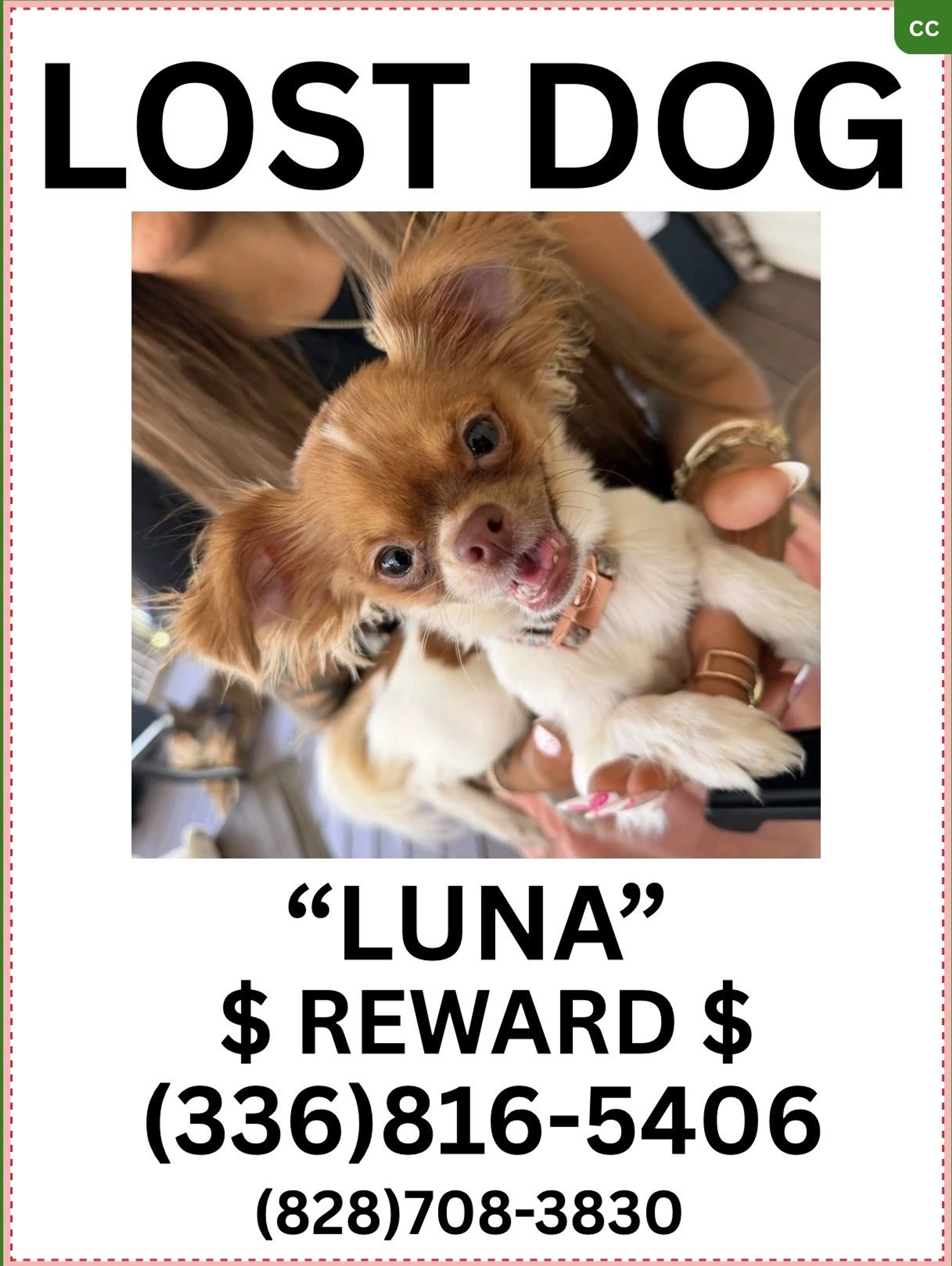 Lost pet