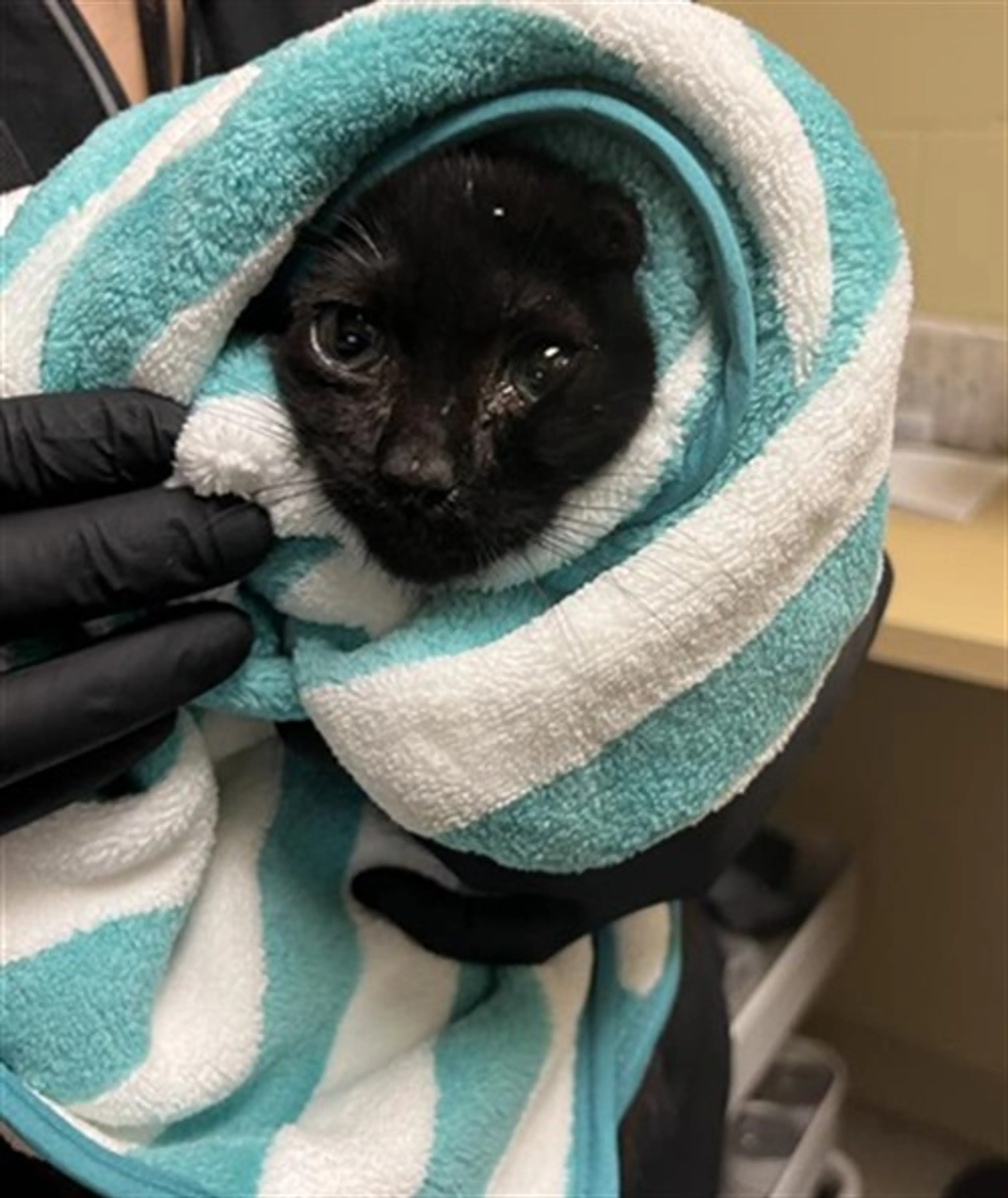 Found pet