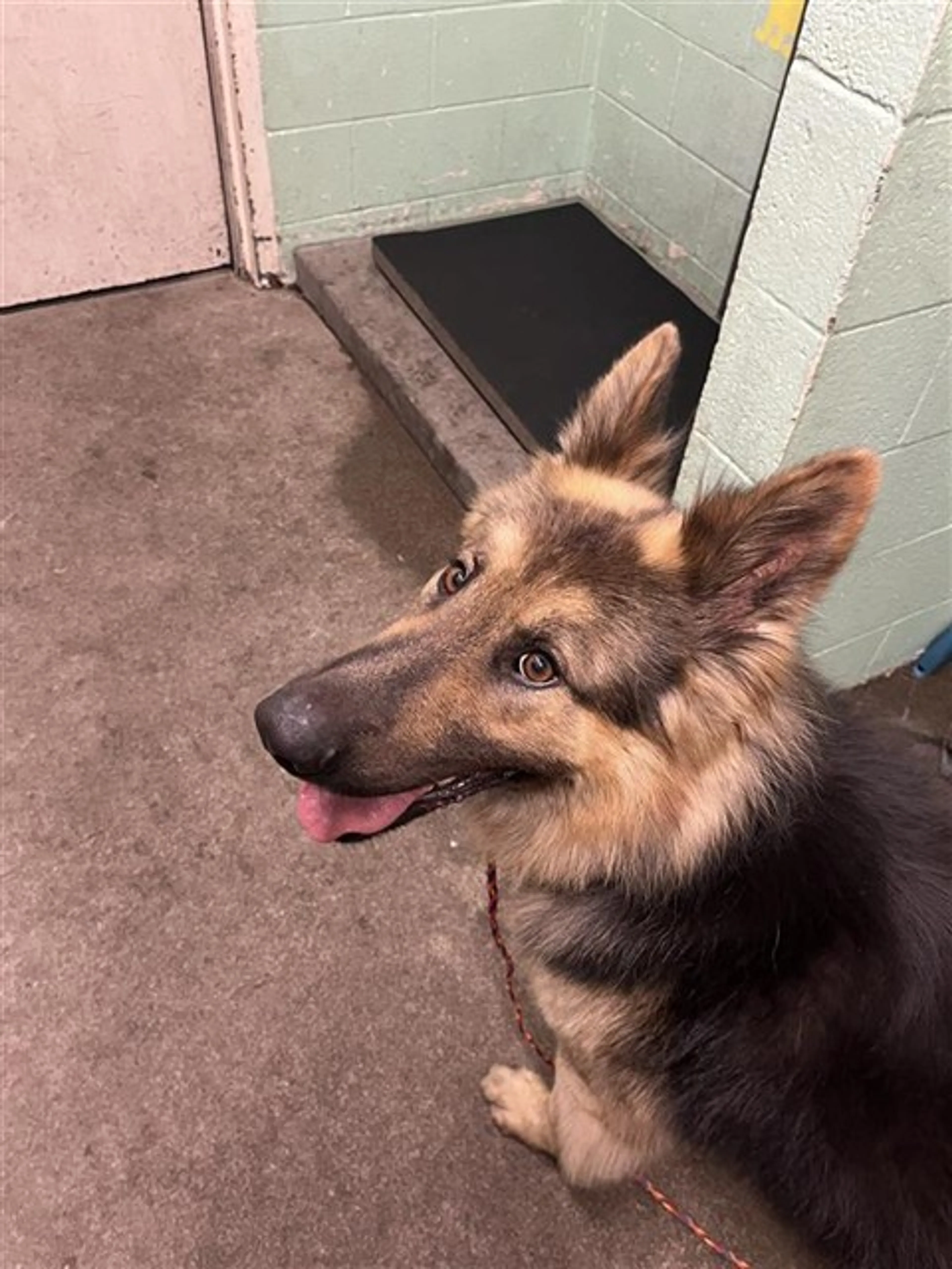 Found pet