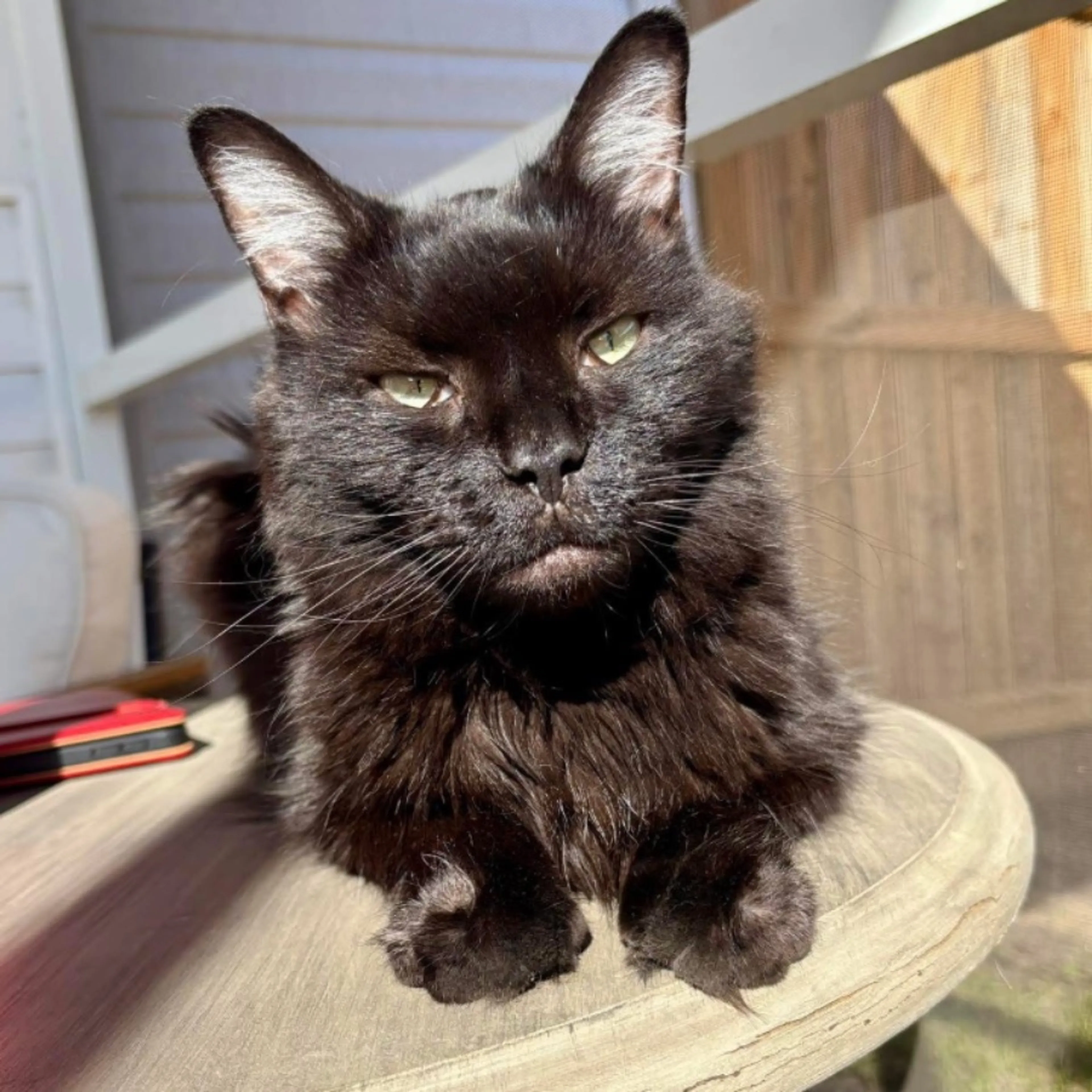 Lost pet