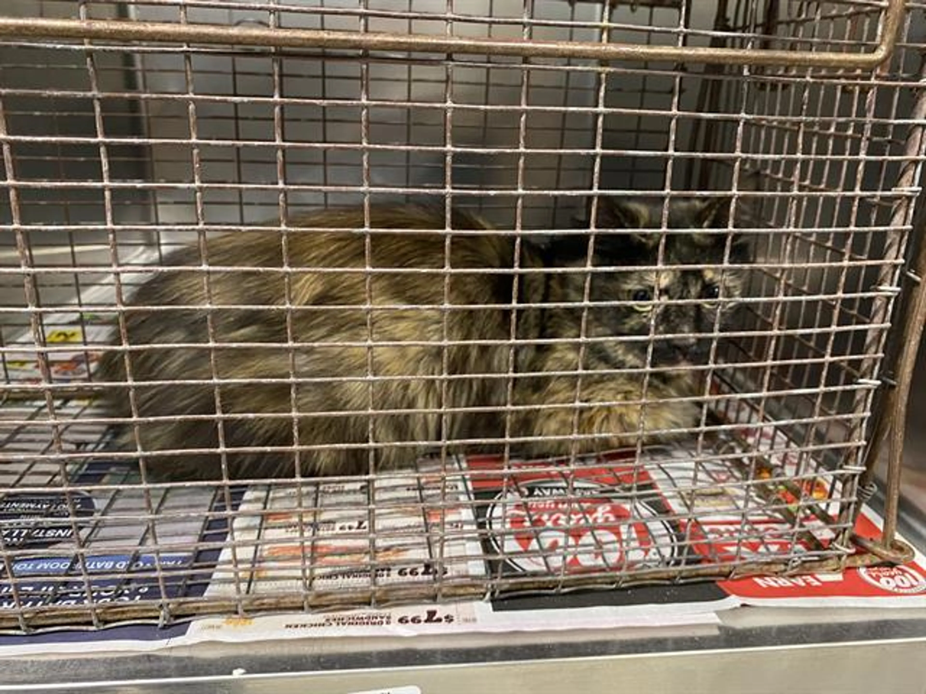Found pet