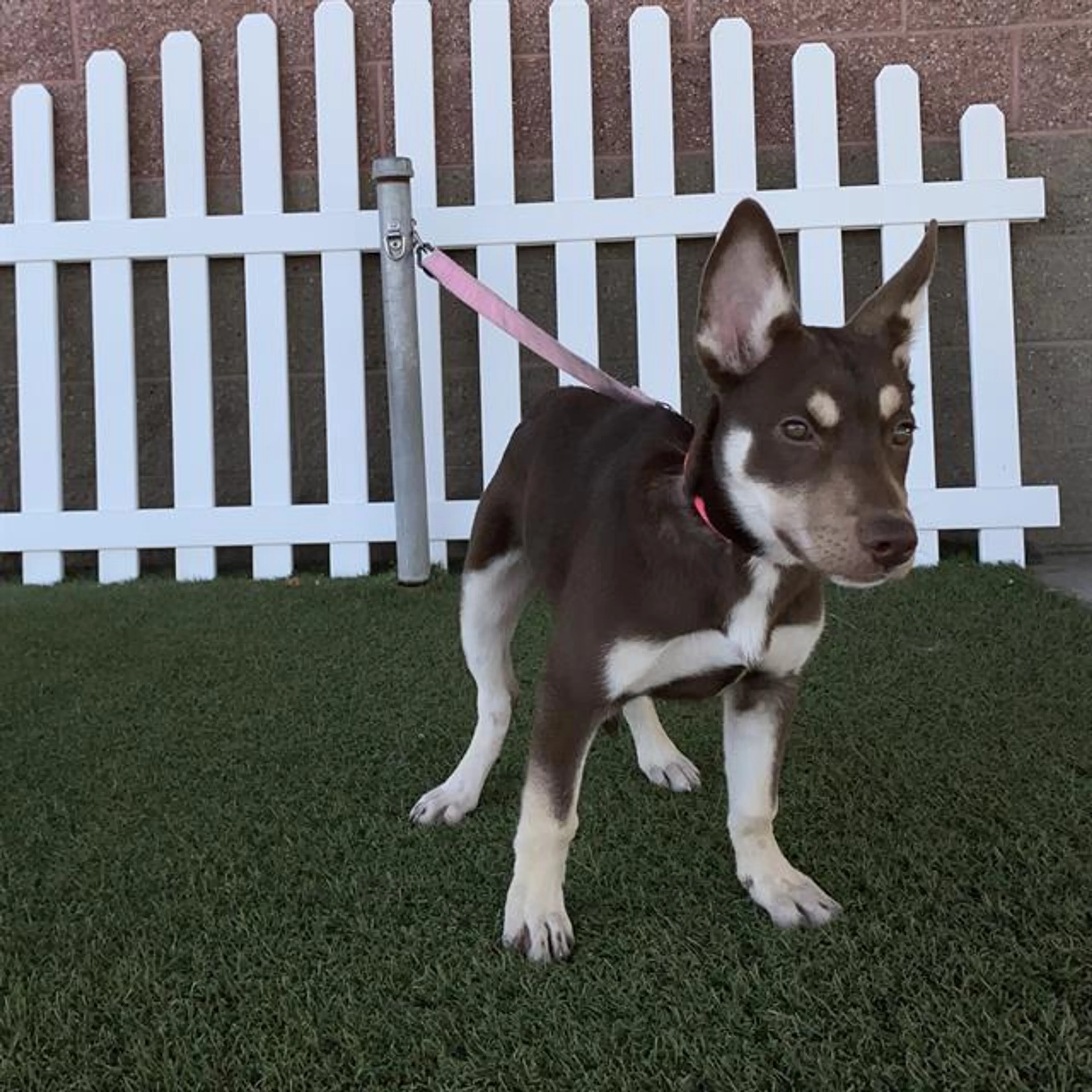 Found pet