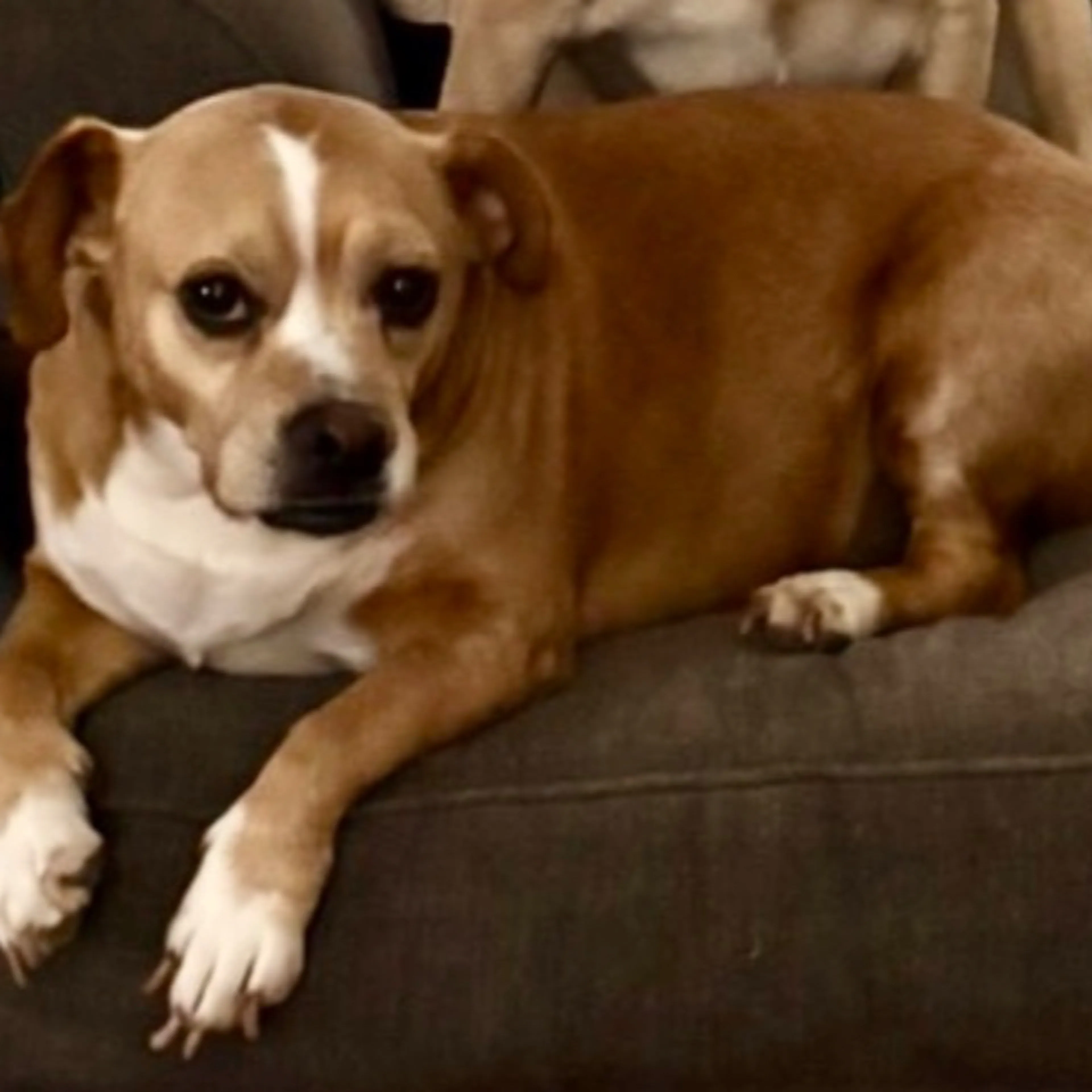 Lost pet-1