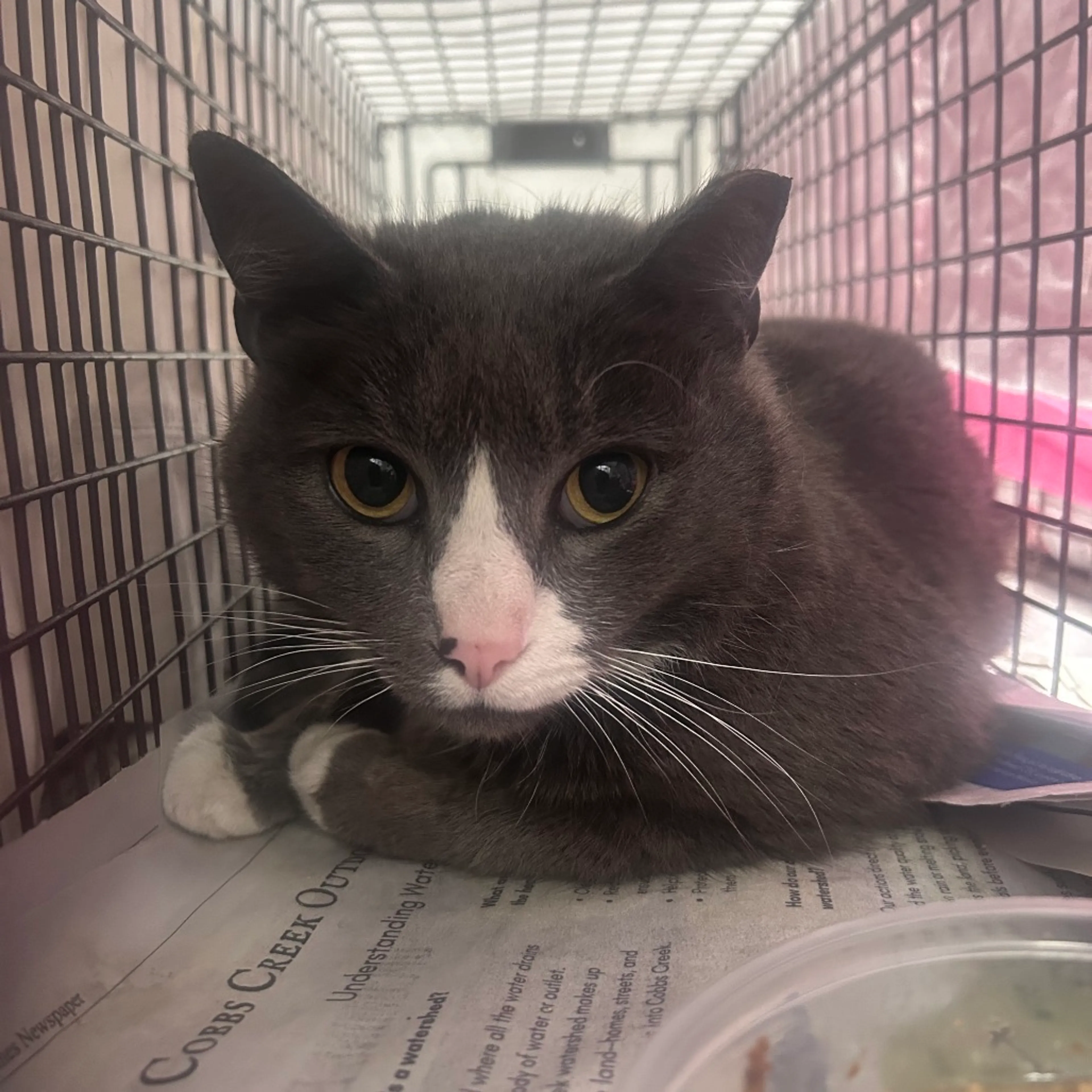 Found pet