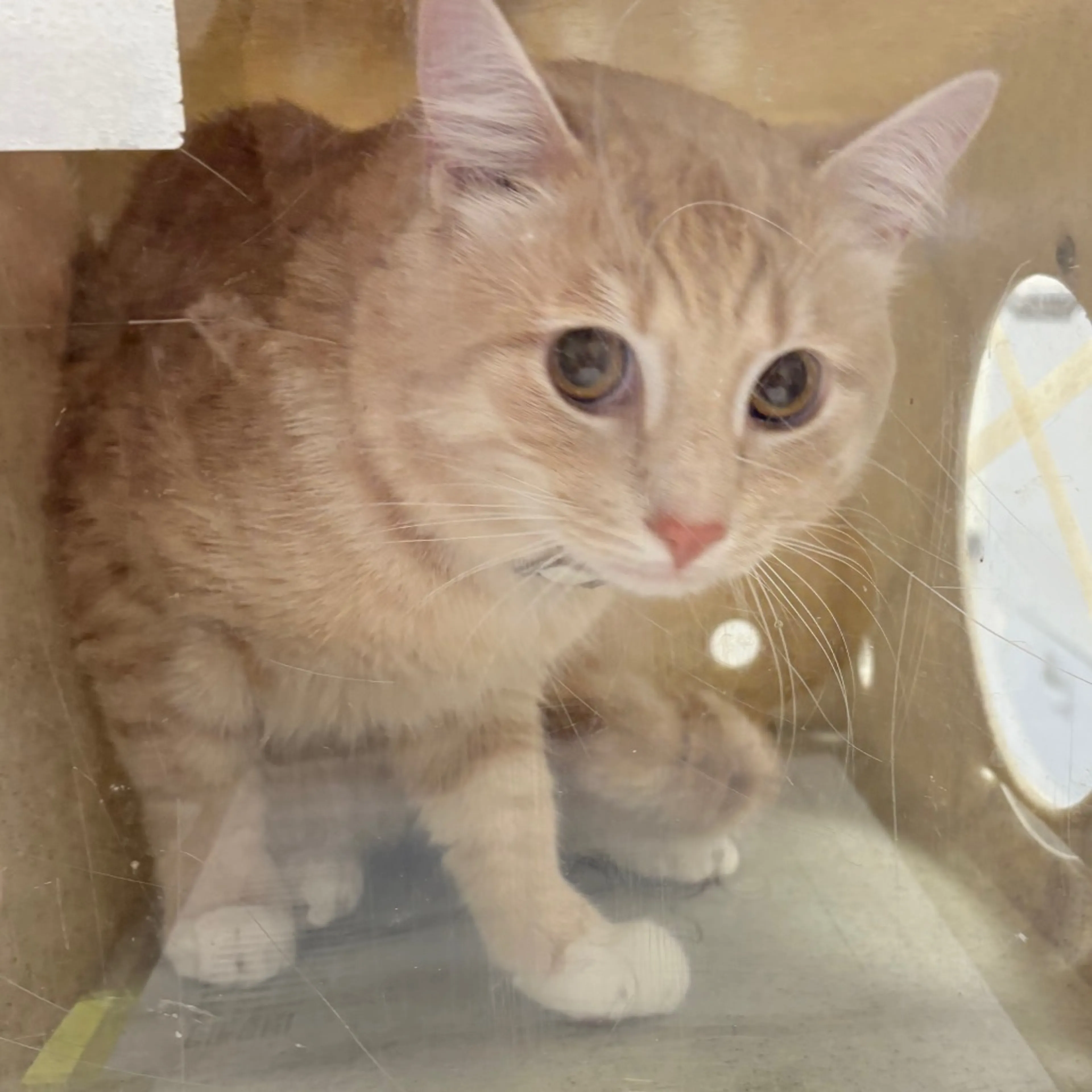 Found pet