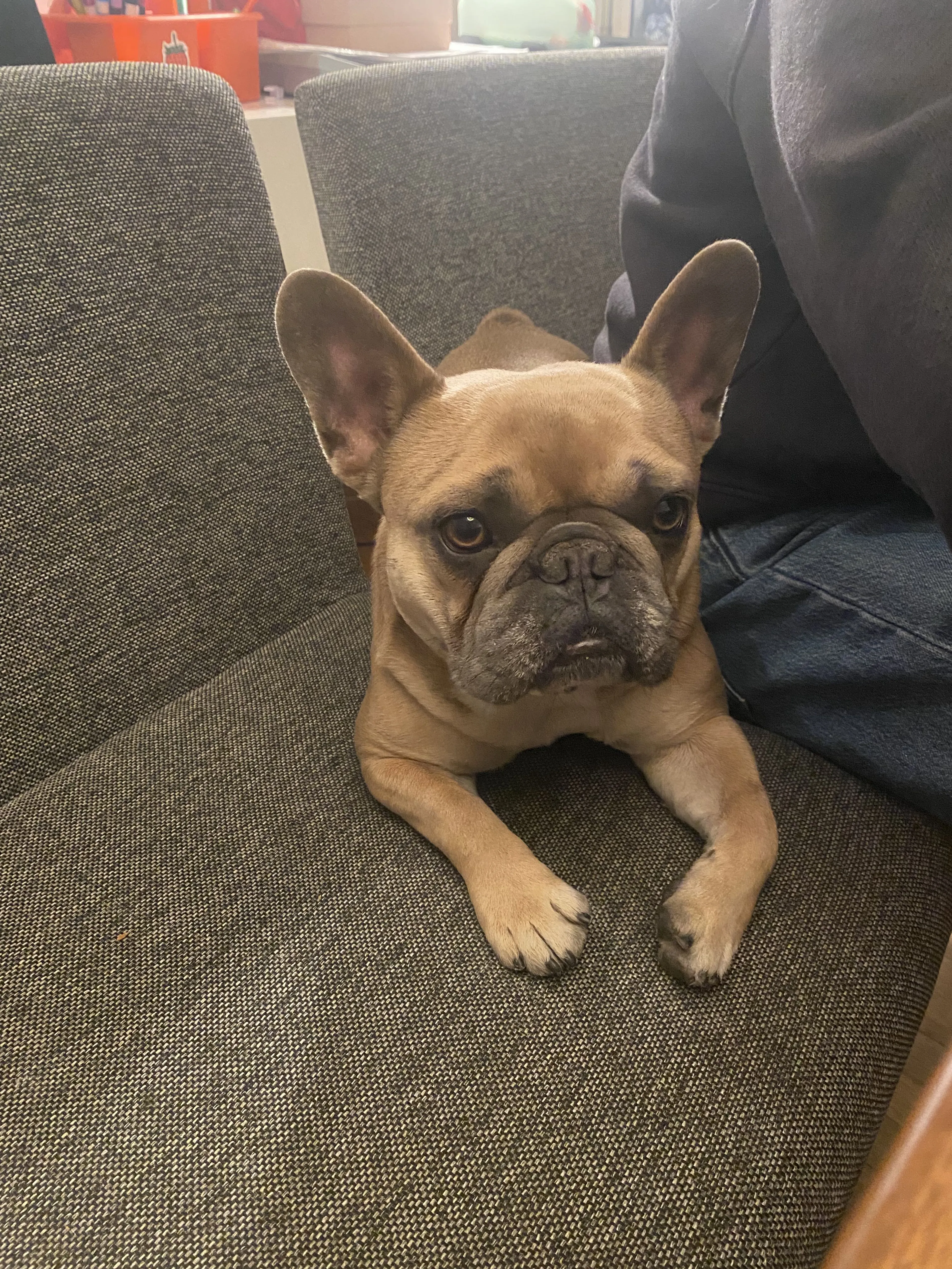 Lost pet-2