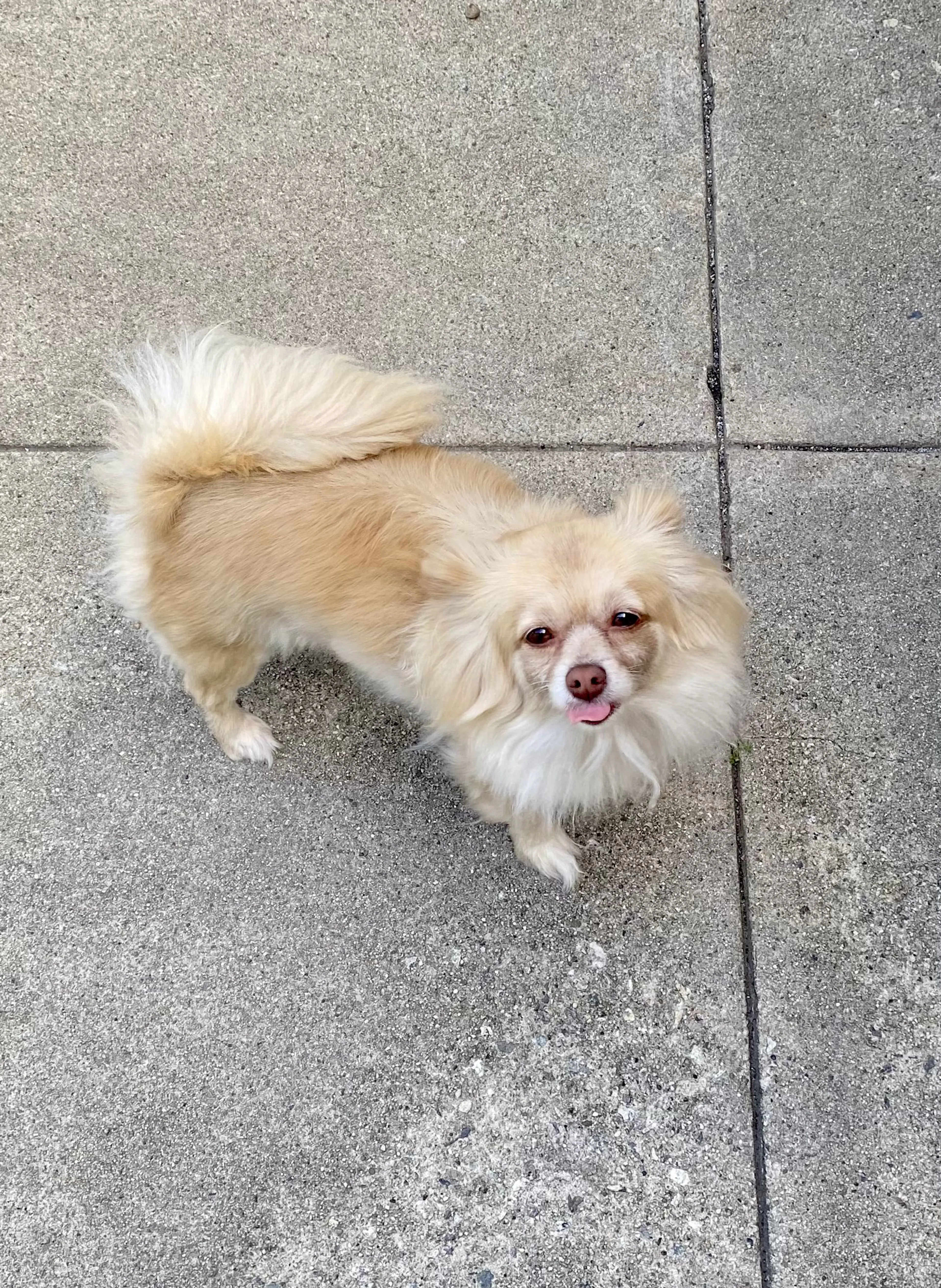 Lost pet-1