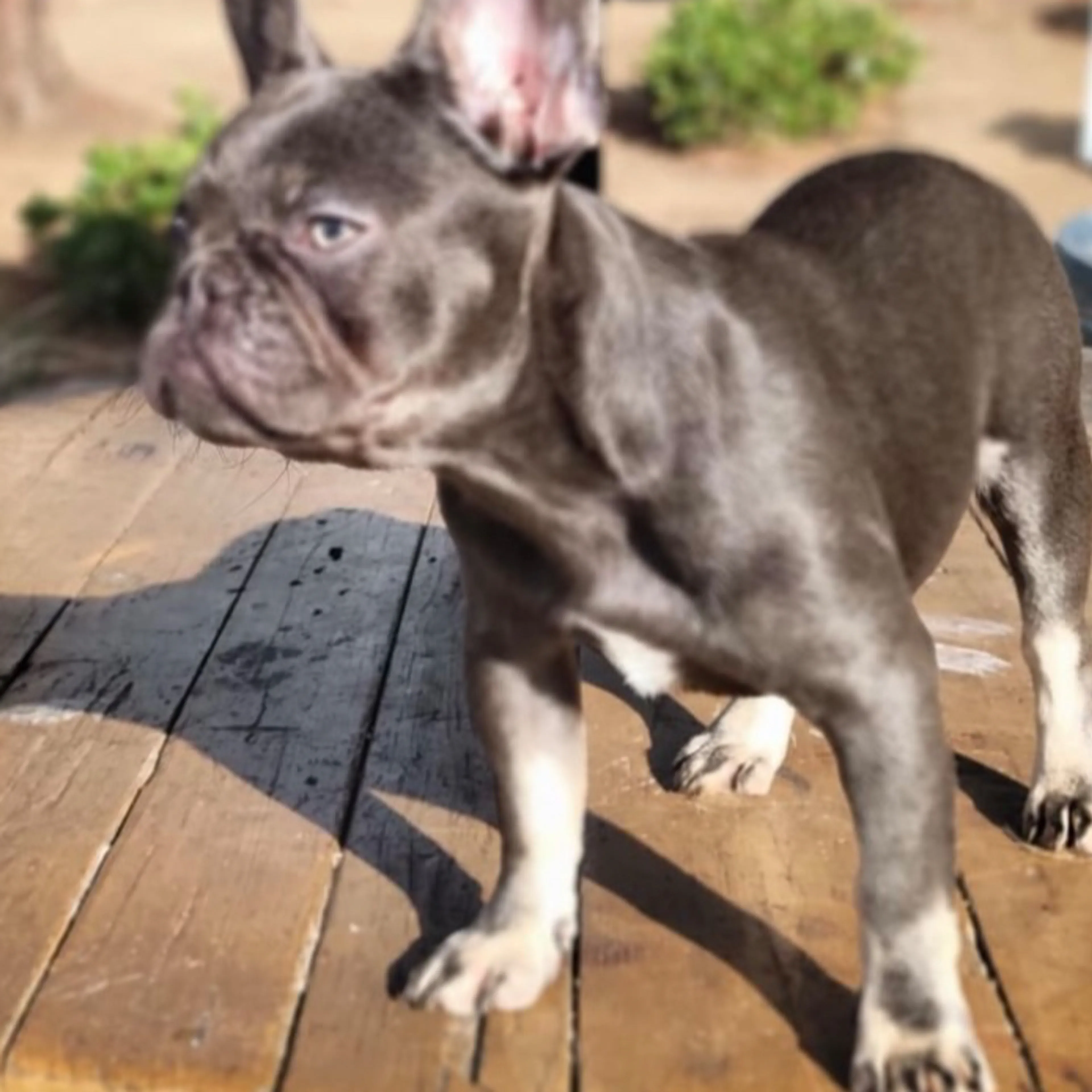 Lost pet-3