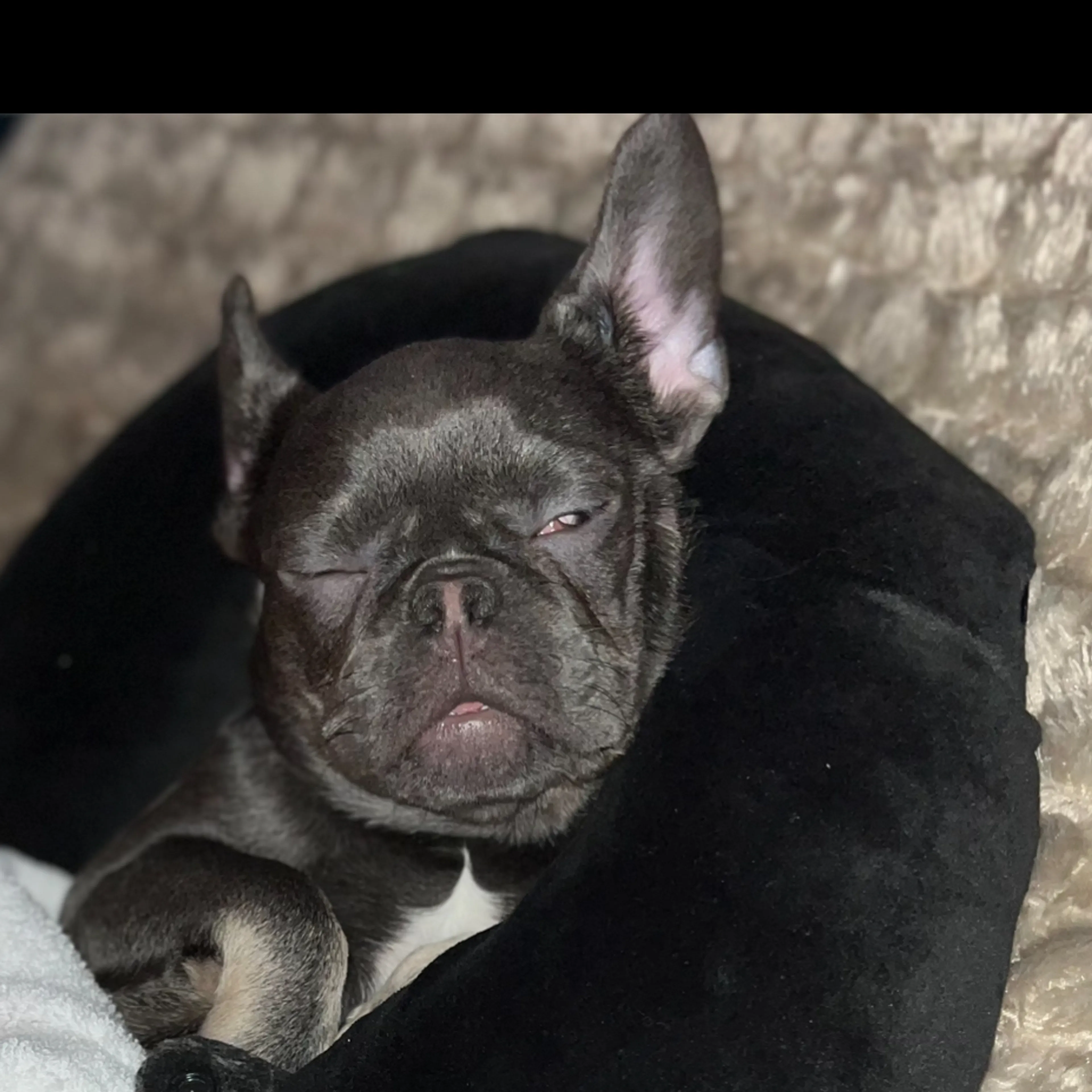 Lost pet-2