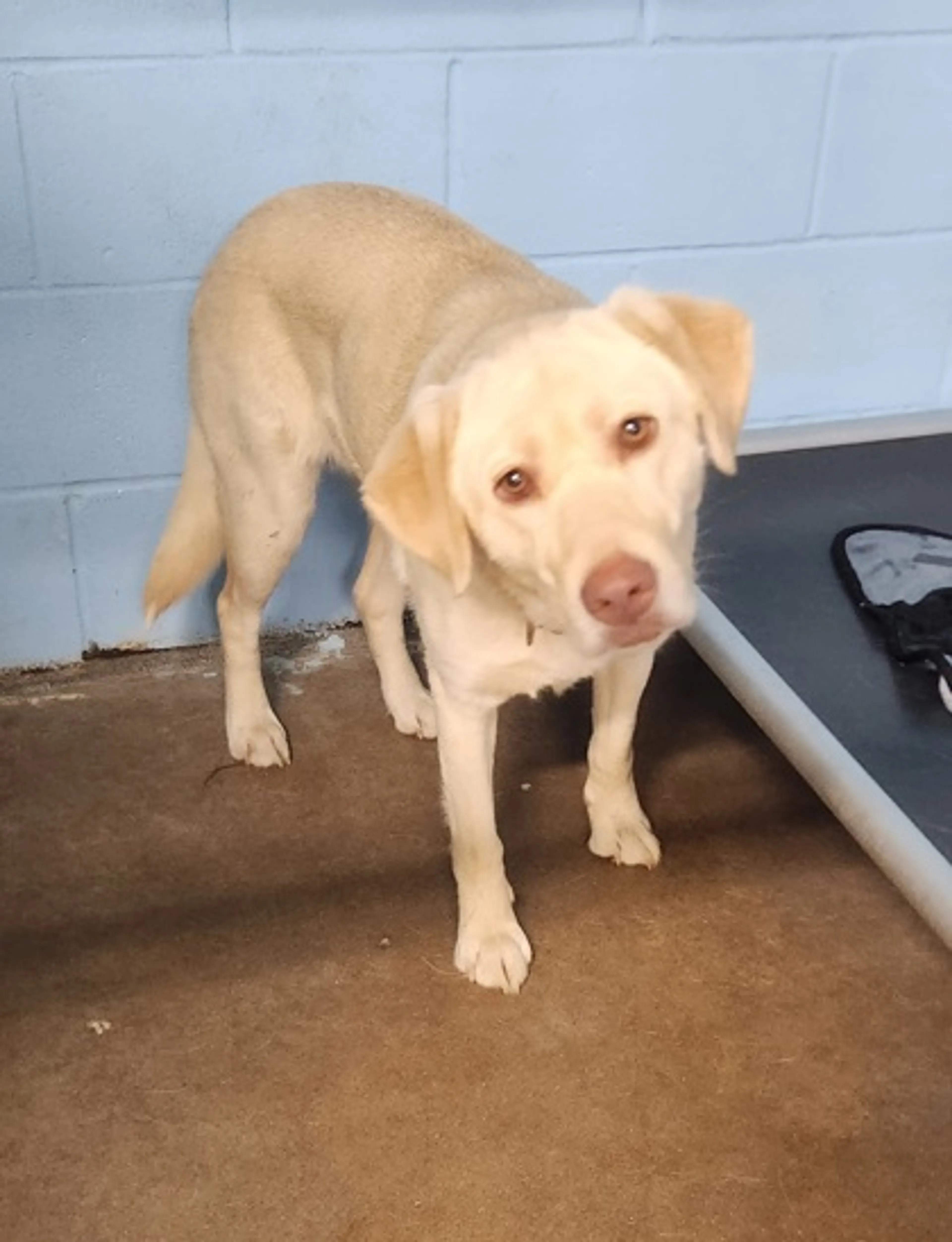 Found pet-1