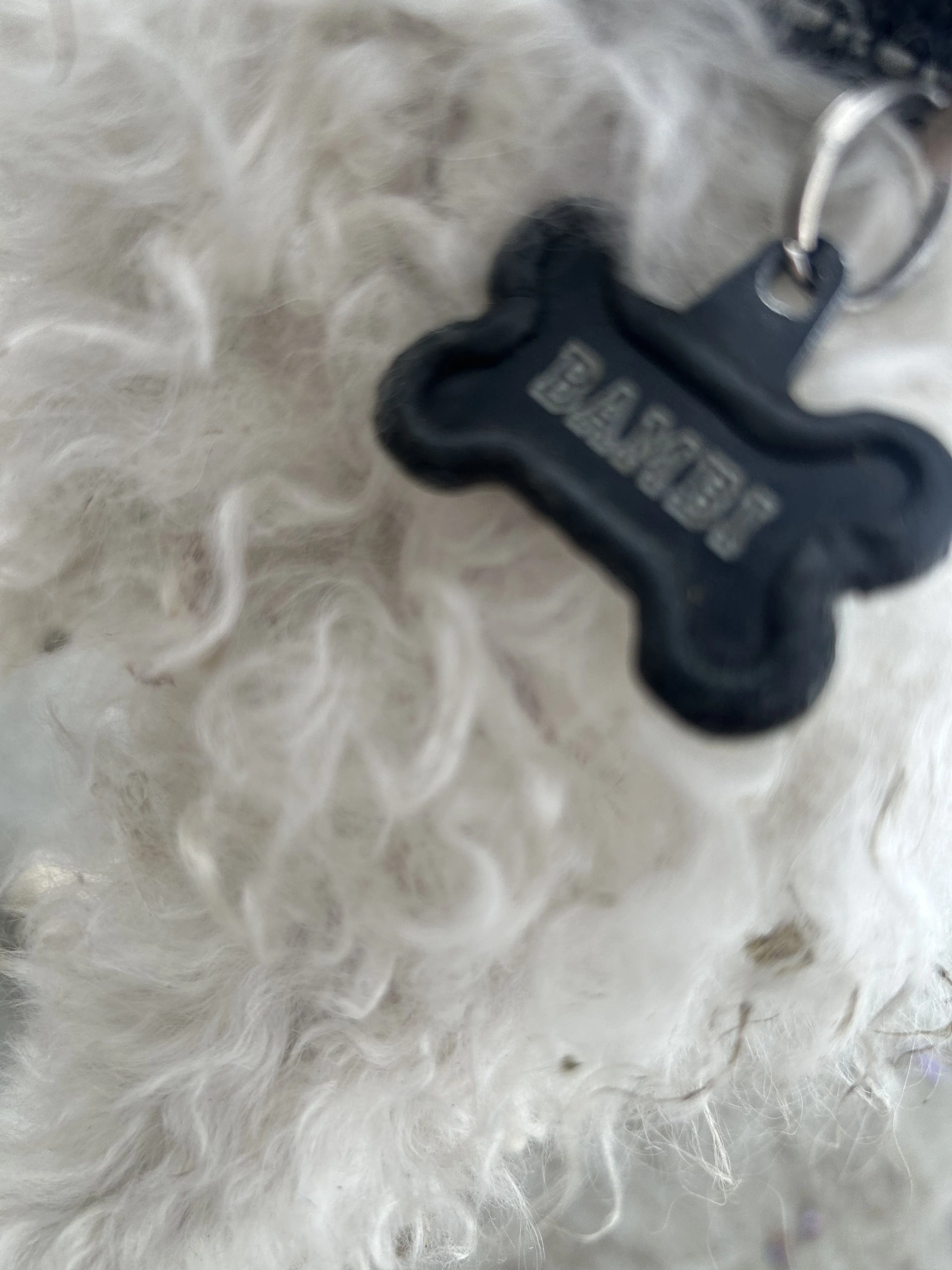 Lost pet-1