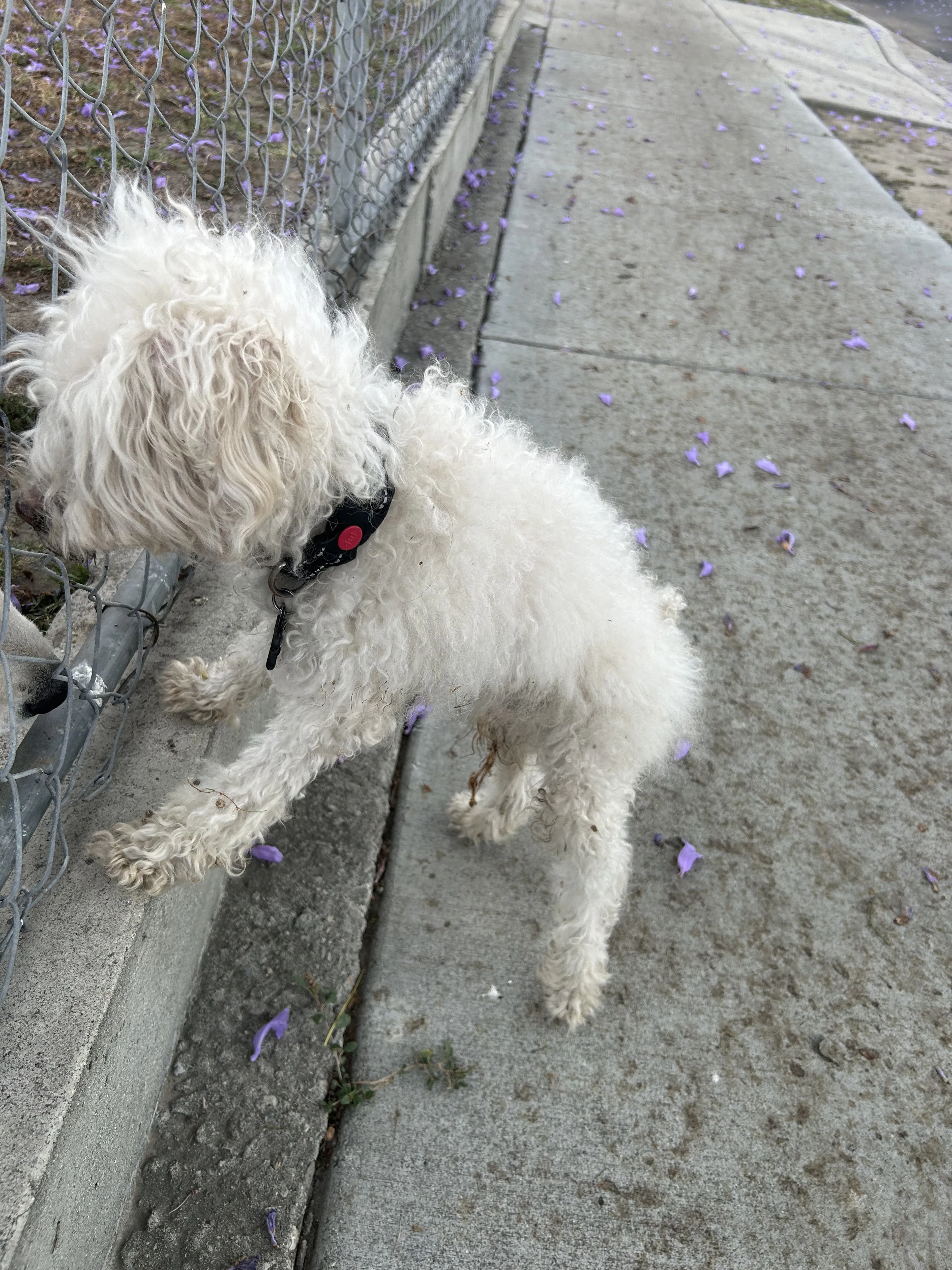 Lost pet-0