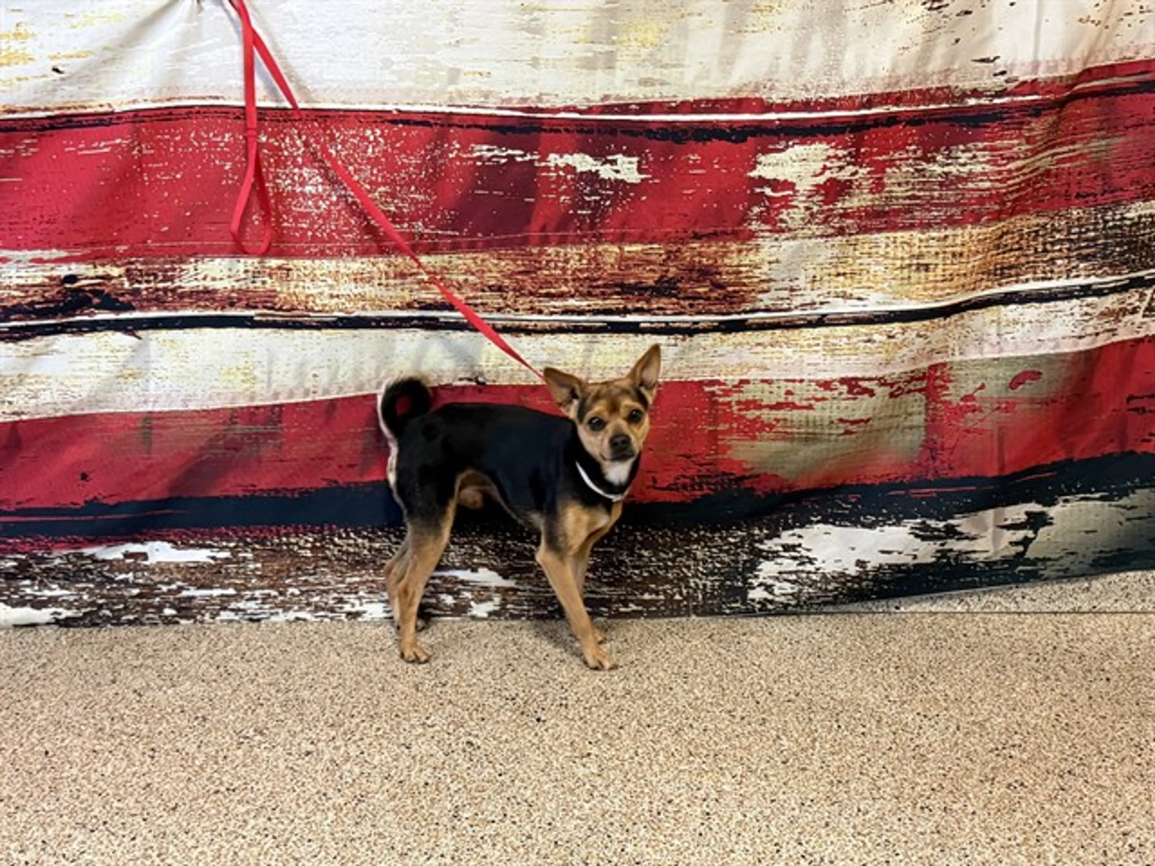 Found pet