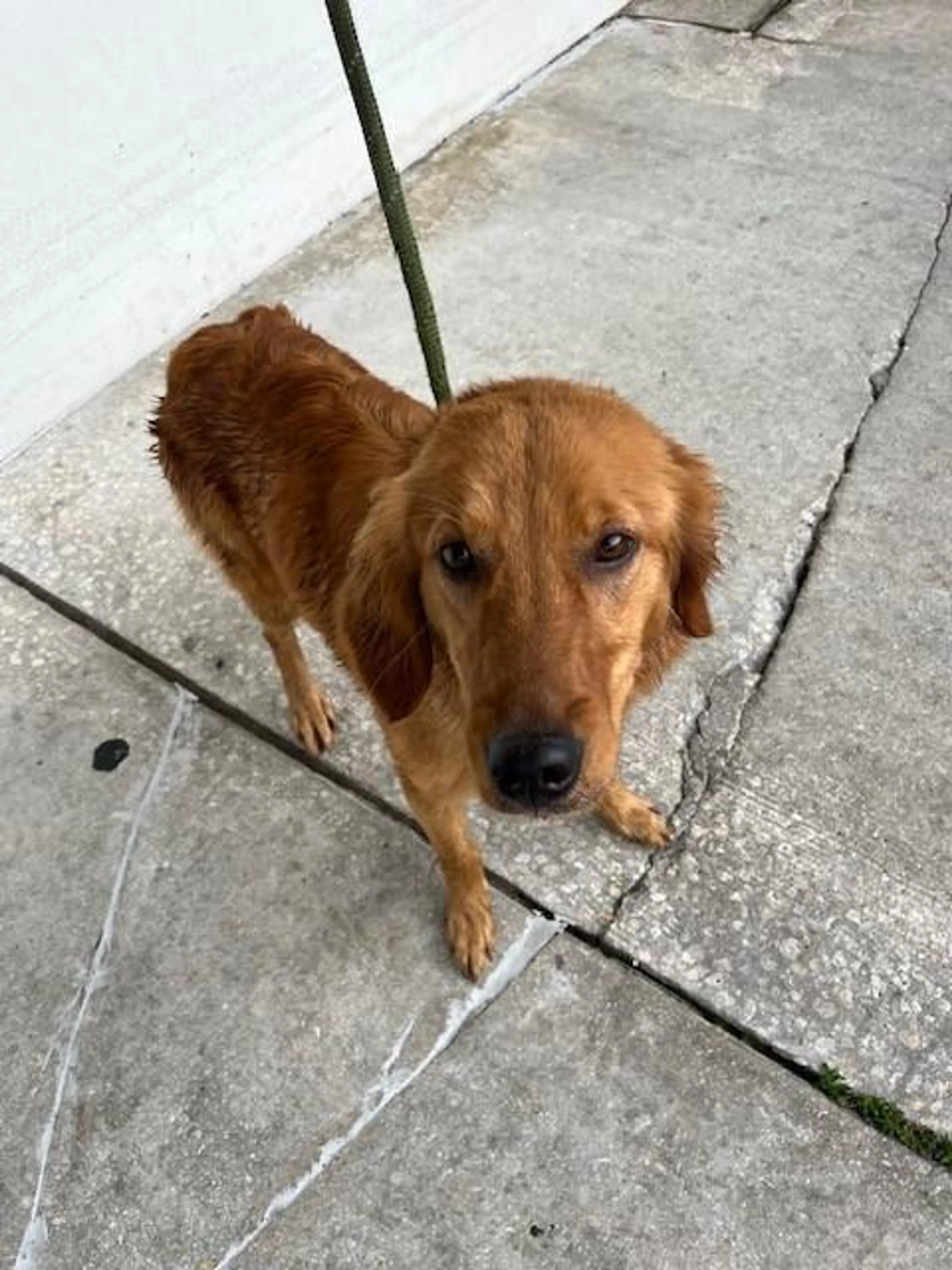 Found pet