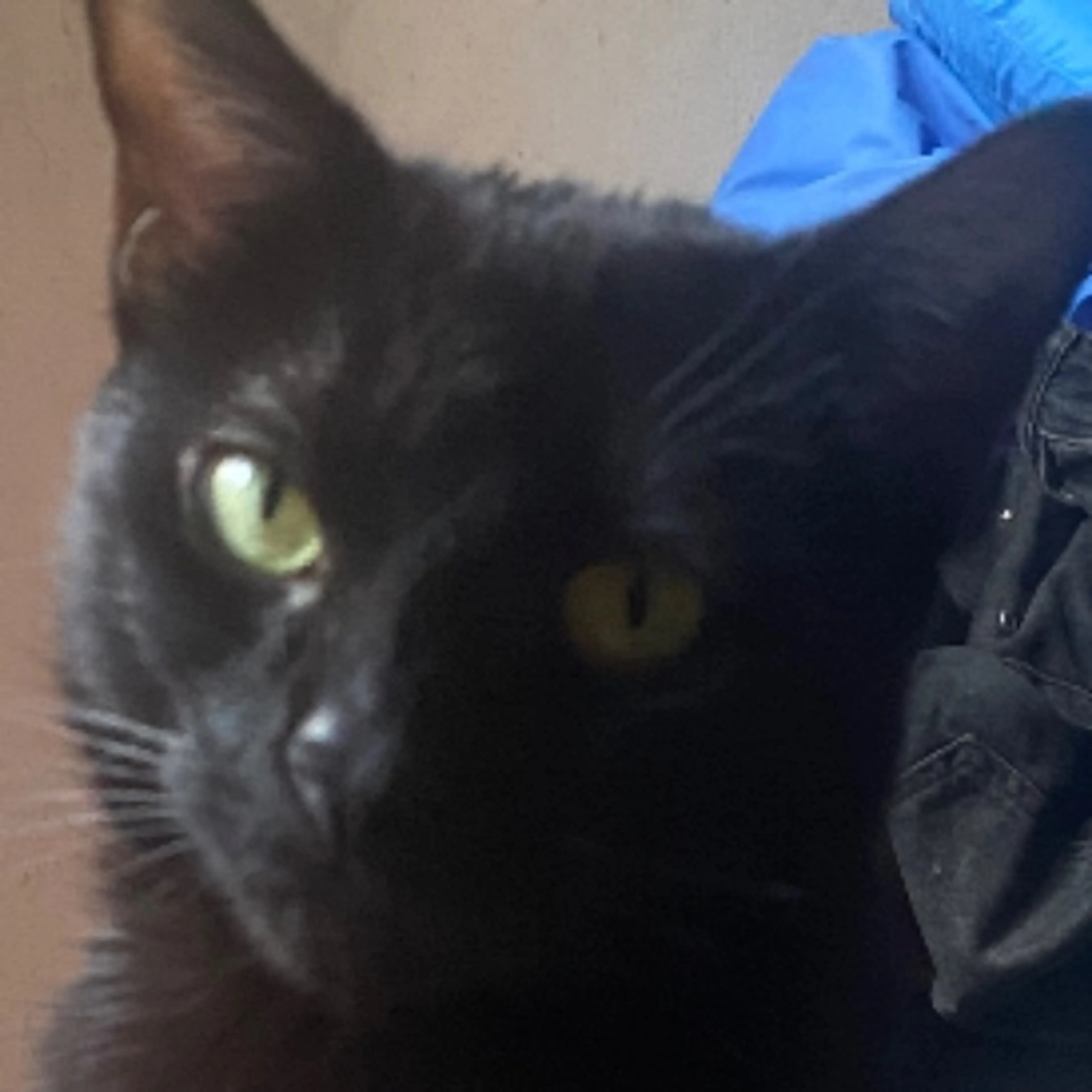Lost pet-0