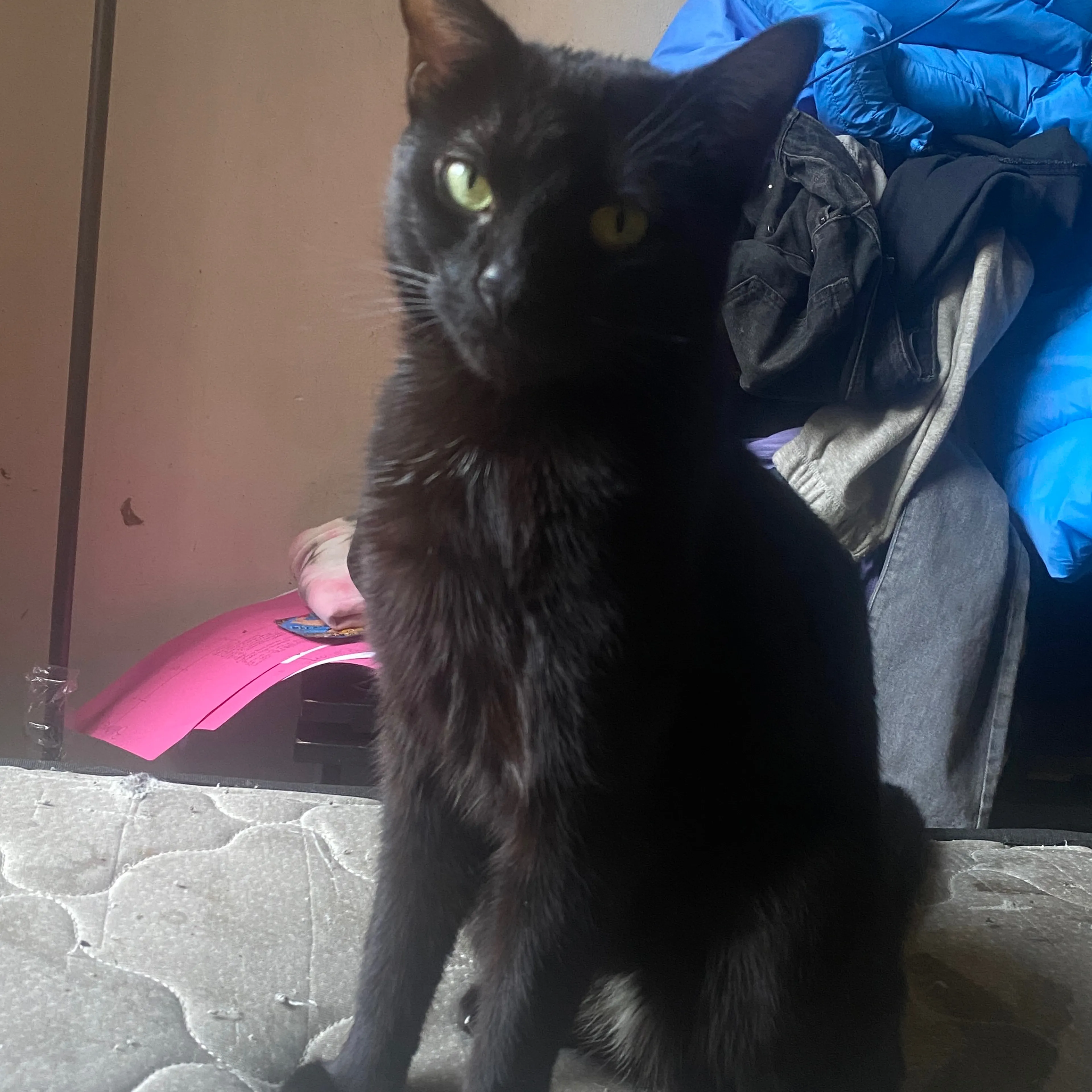 Lost pet-1