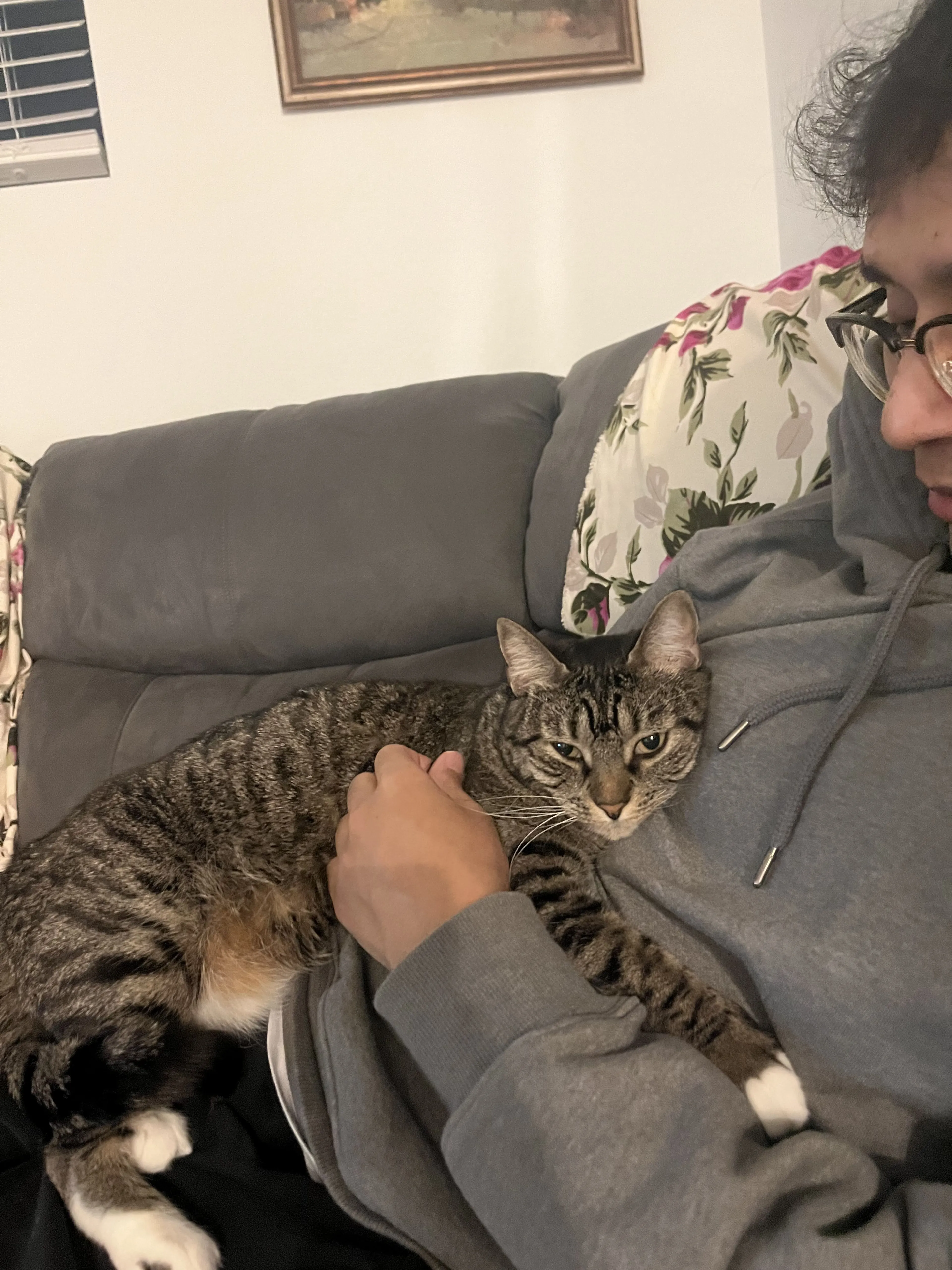 Lost pet-1