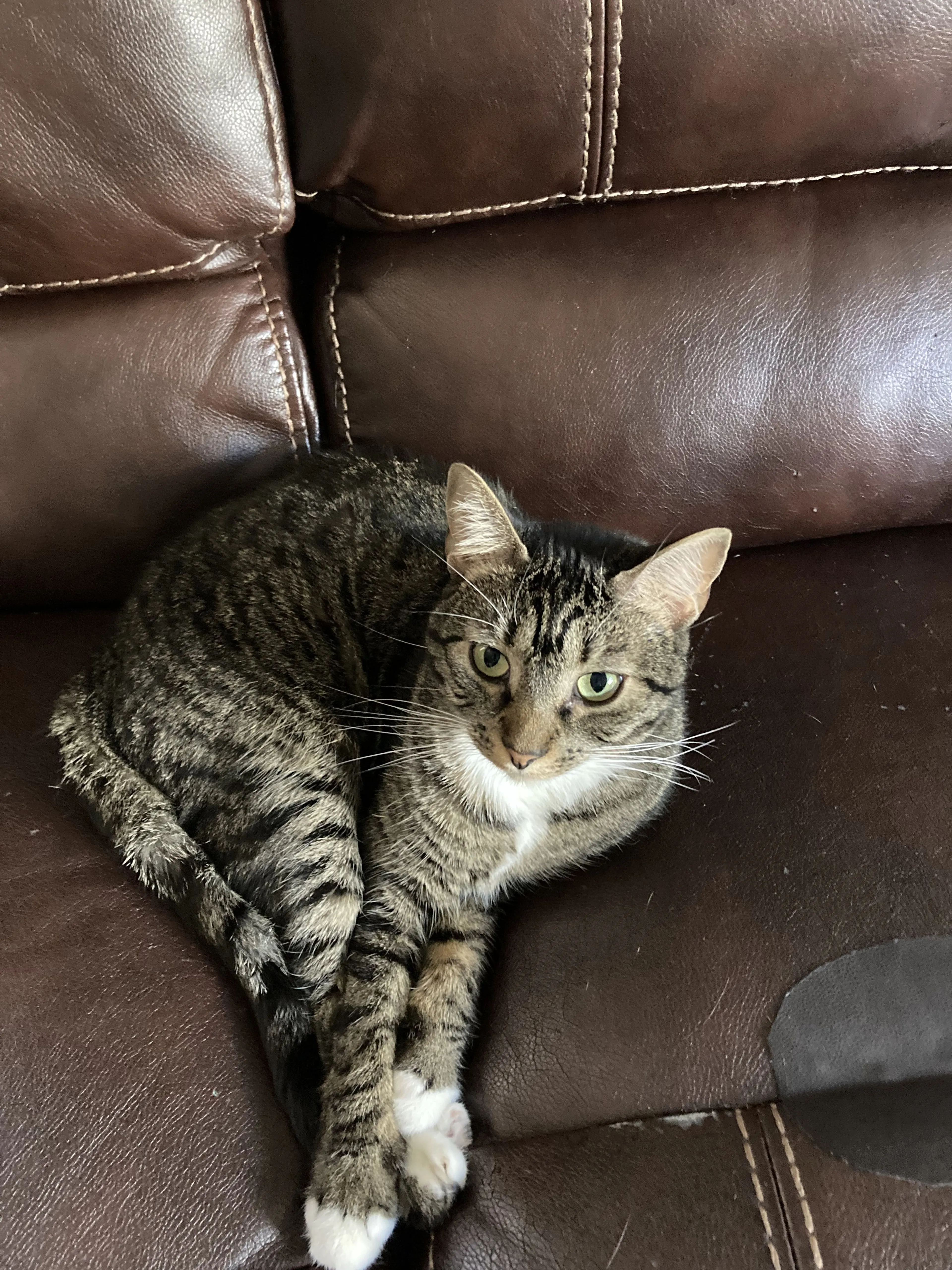 Lost pet-3
