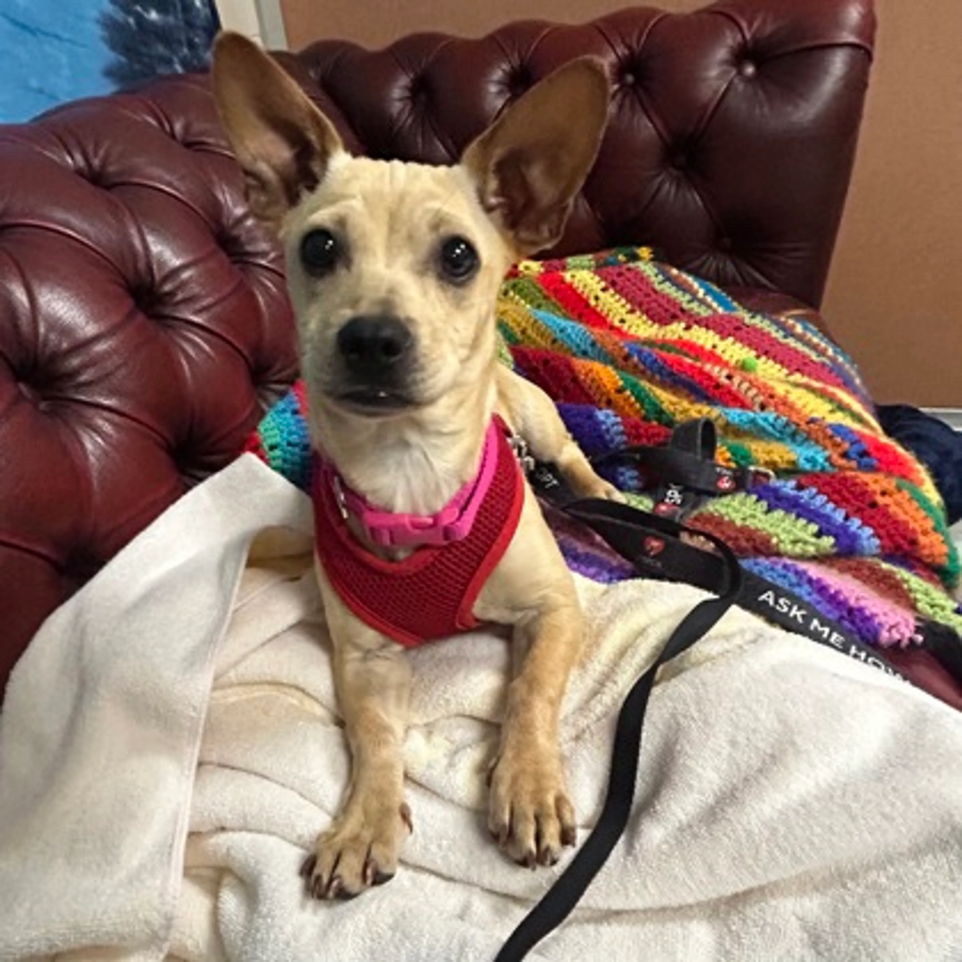 Found pet-2