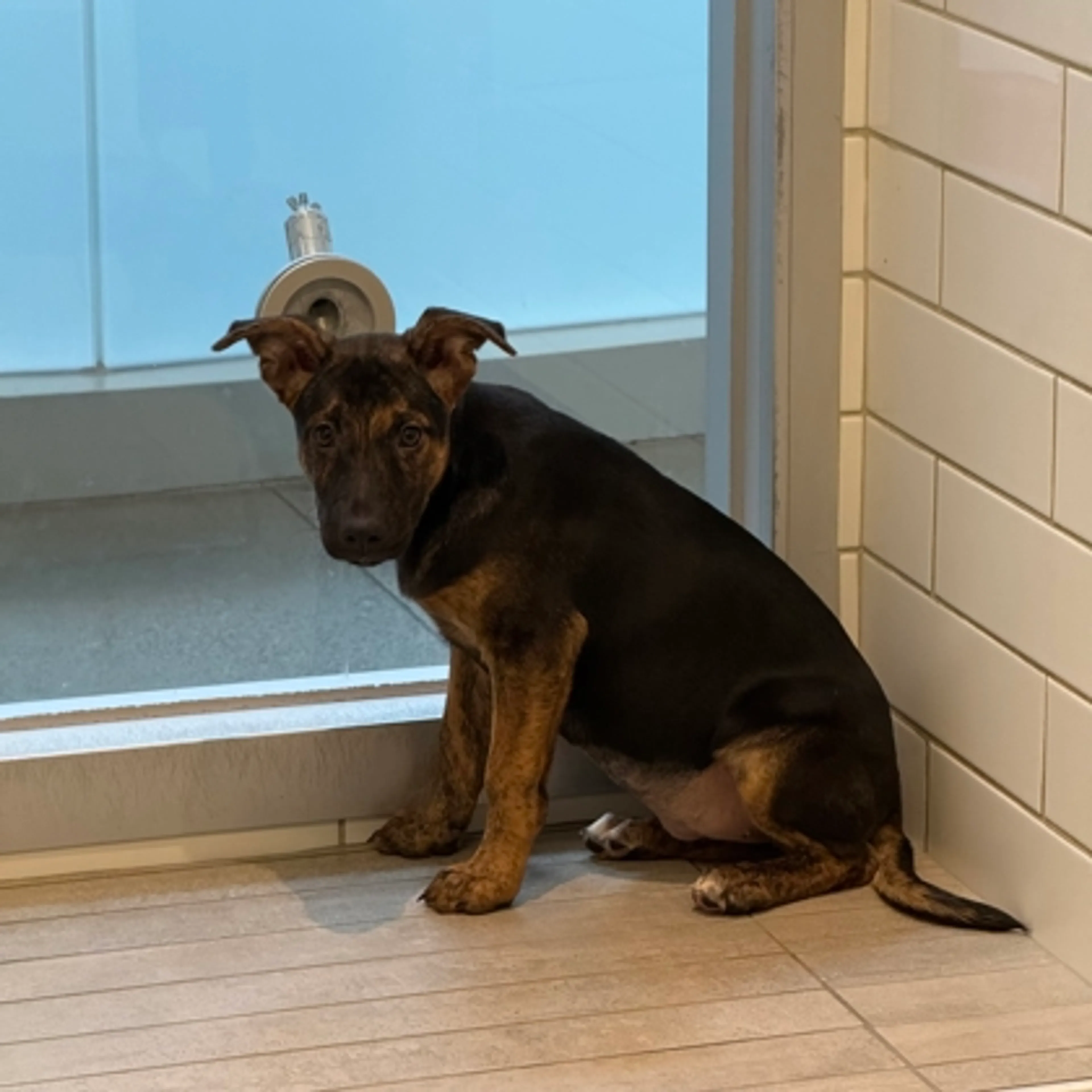 Found pet-1