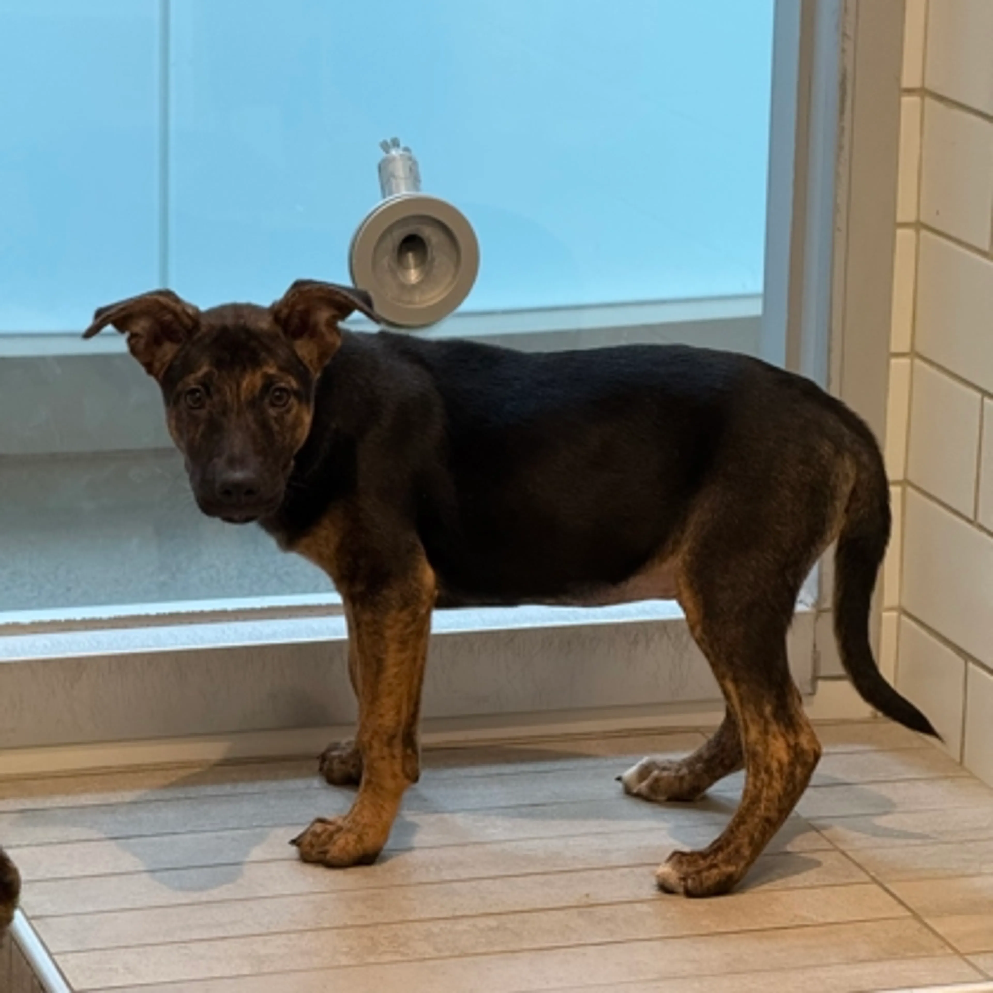 Found pet-0