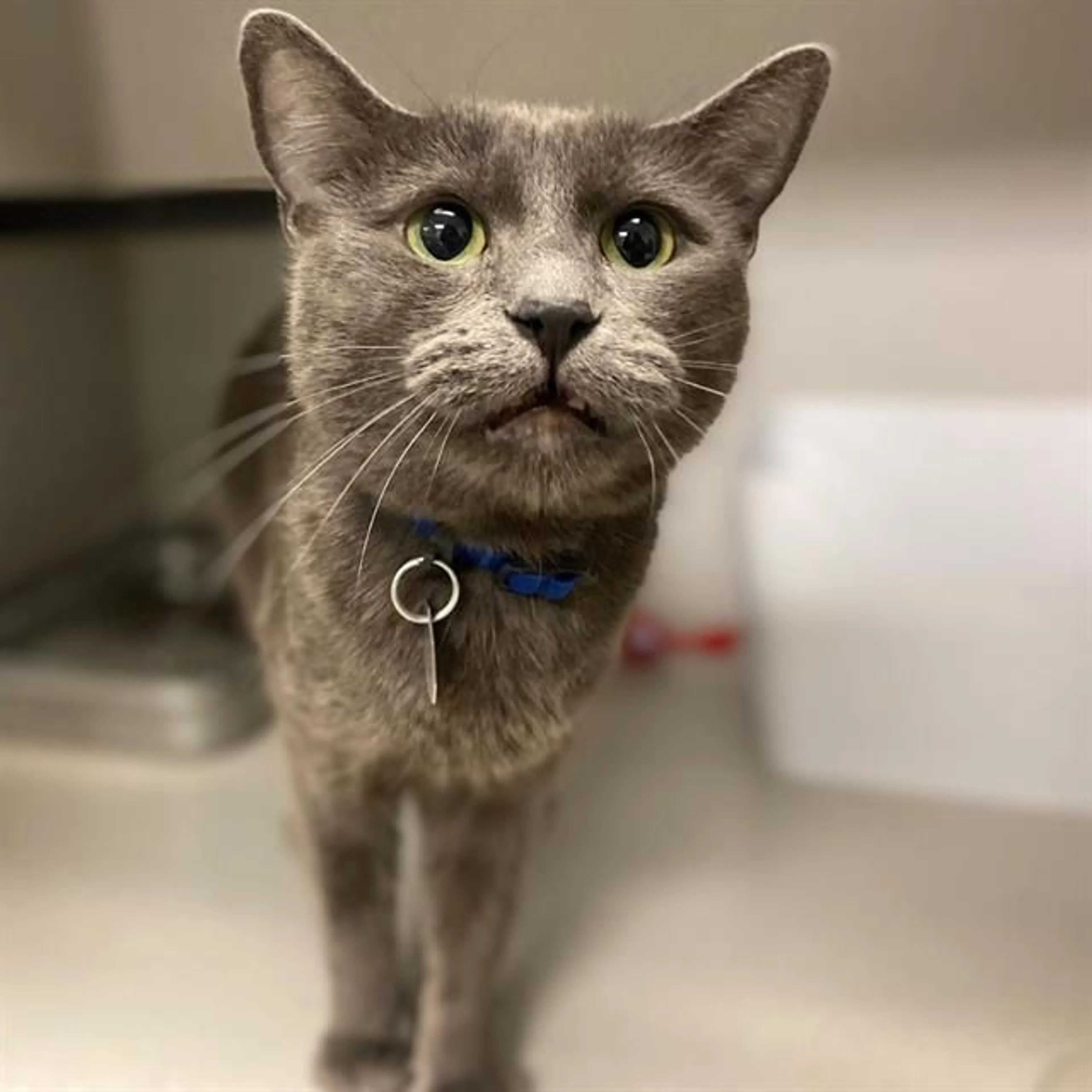 Found pet