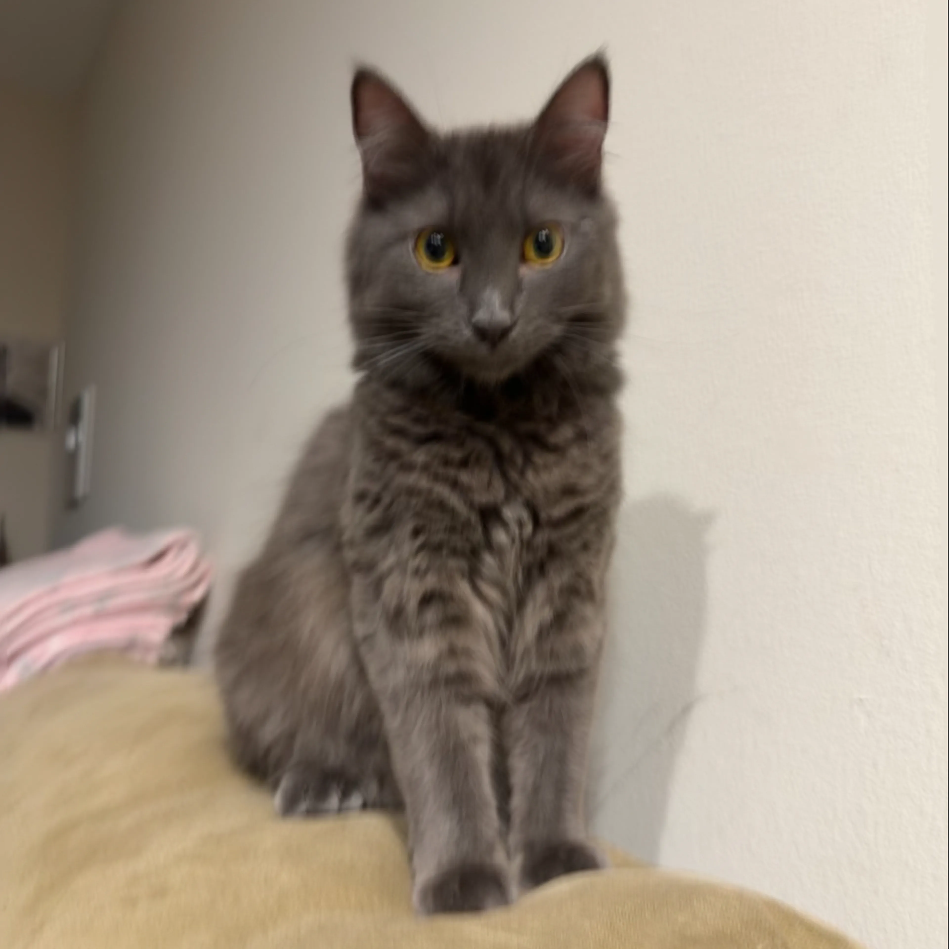 Lost pet-2