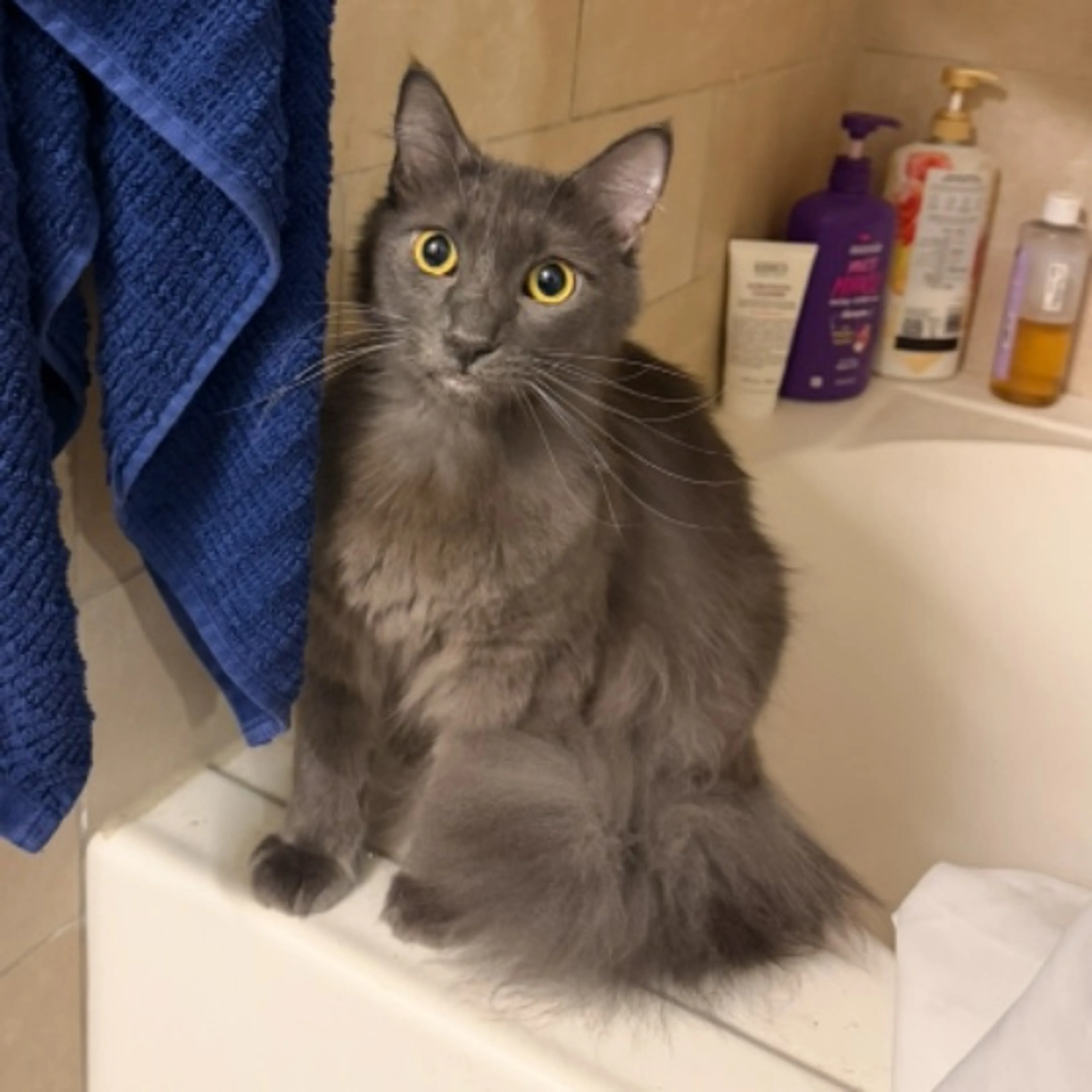 Lost pet-0