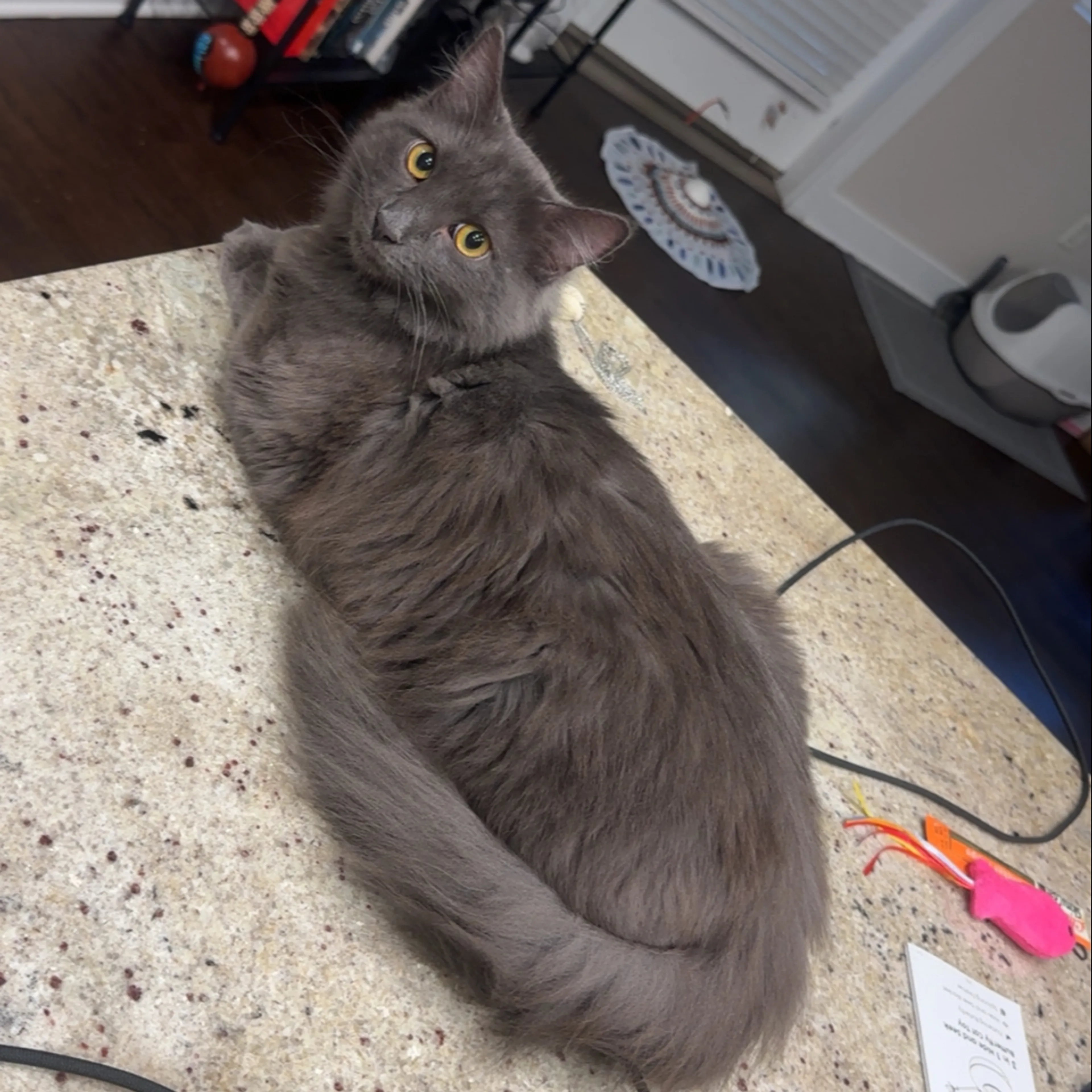 Lost pet-1