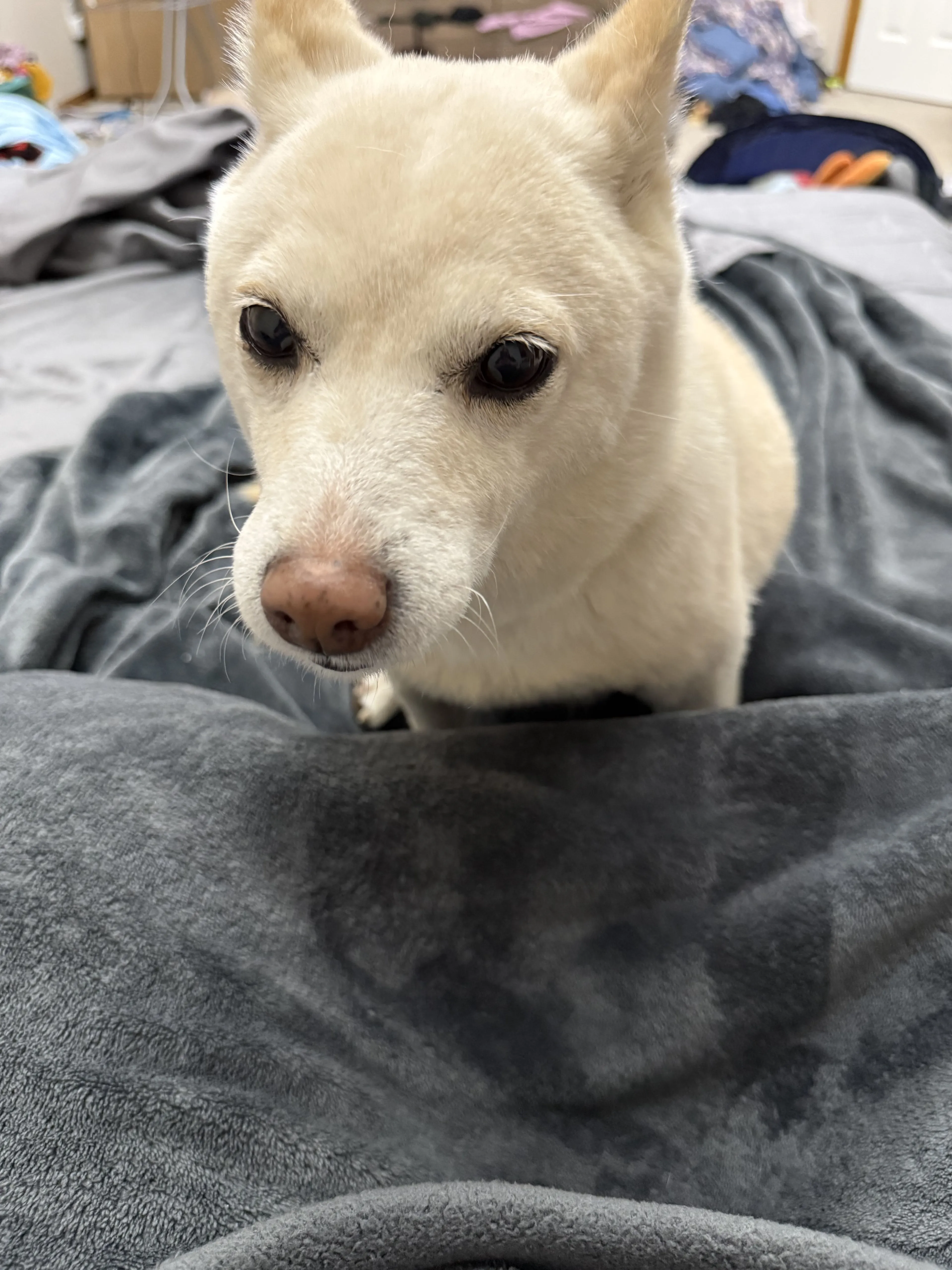 Lost pet