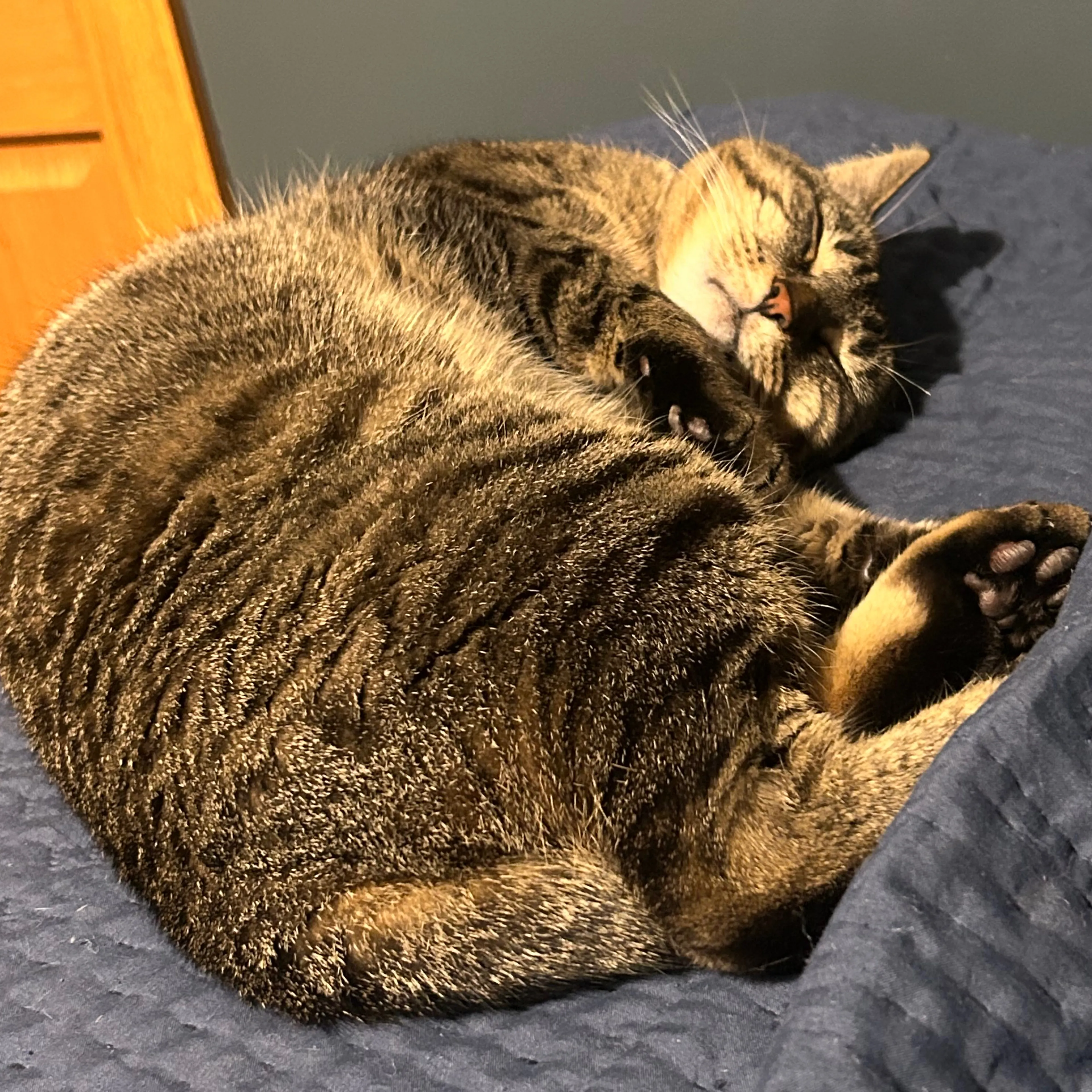 Lost pet-1