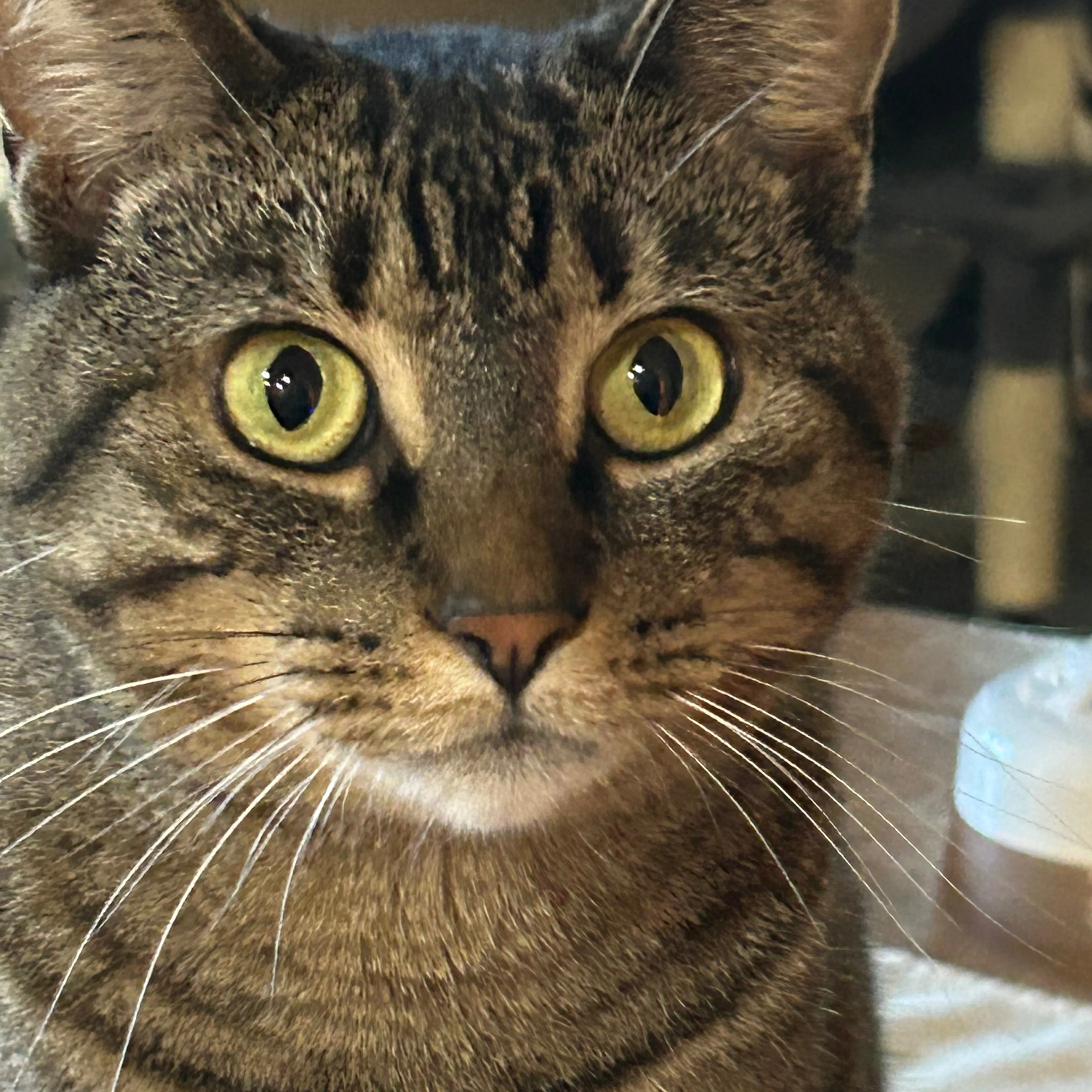 Lost pet-2