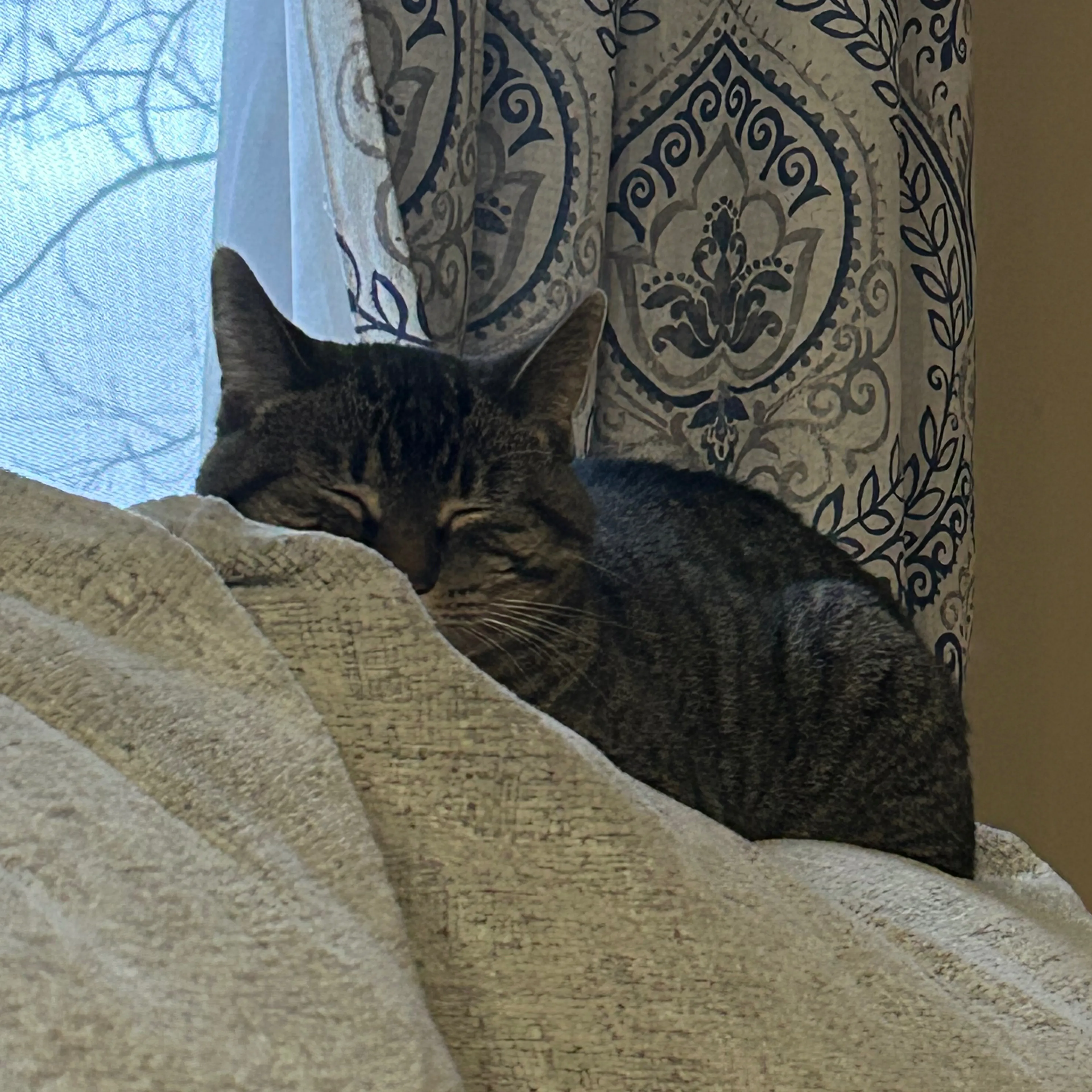Lost pet-3