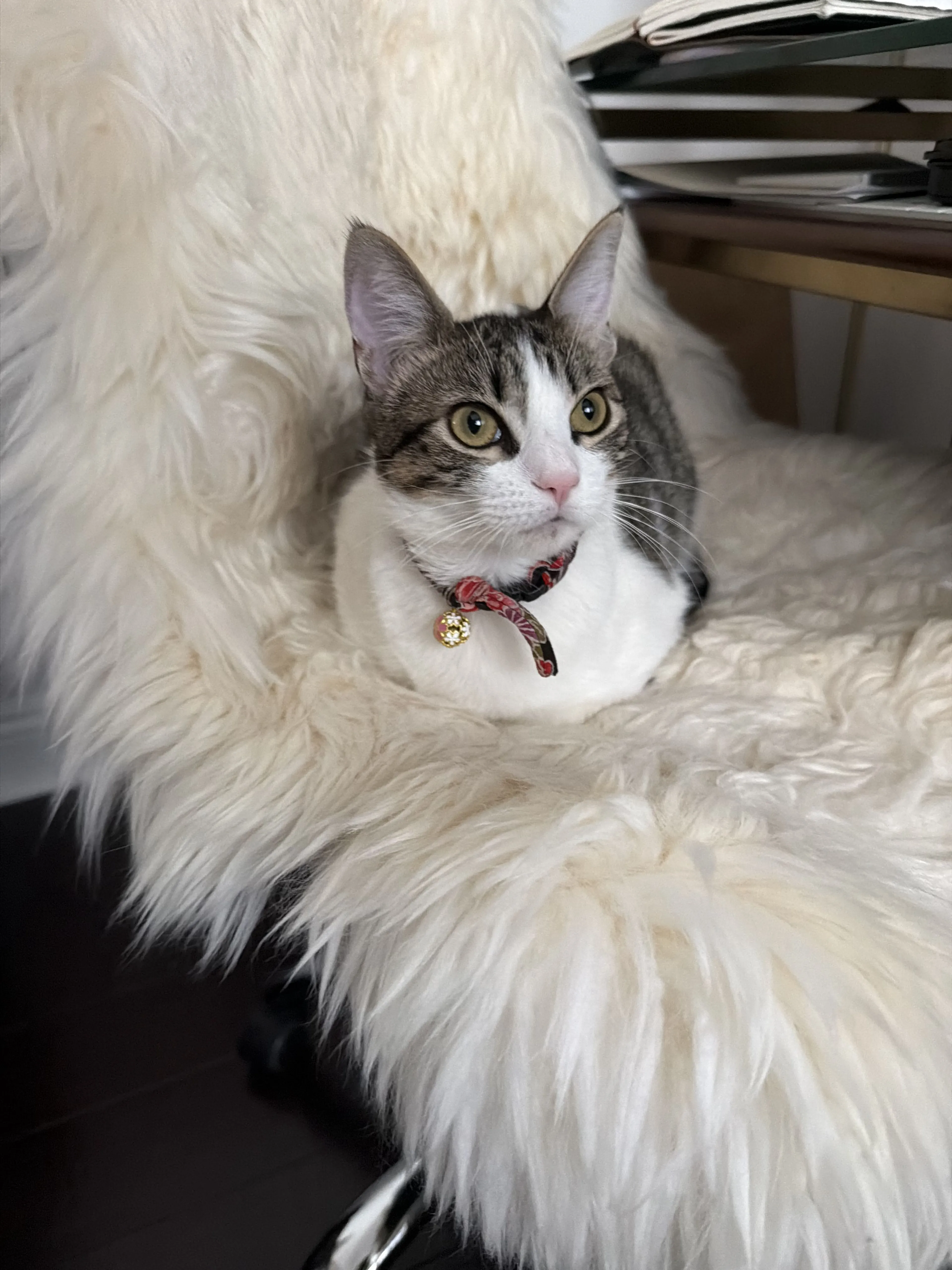 Lost pet