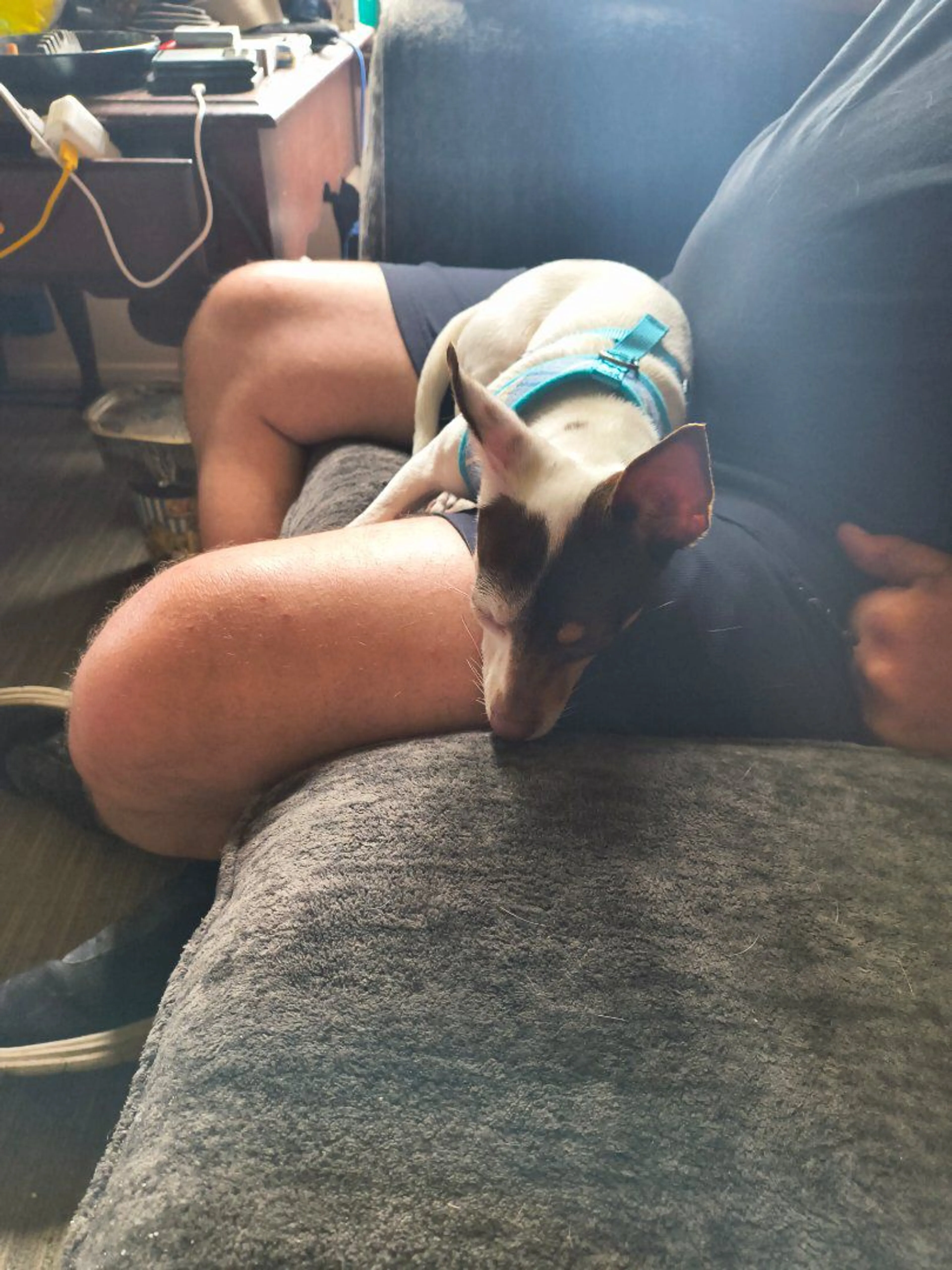Lost pet