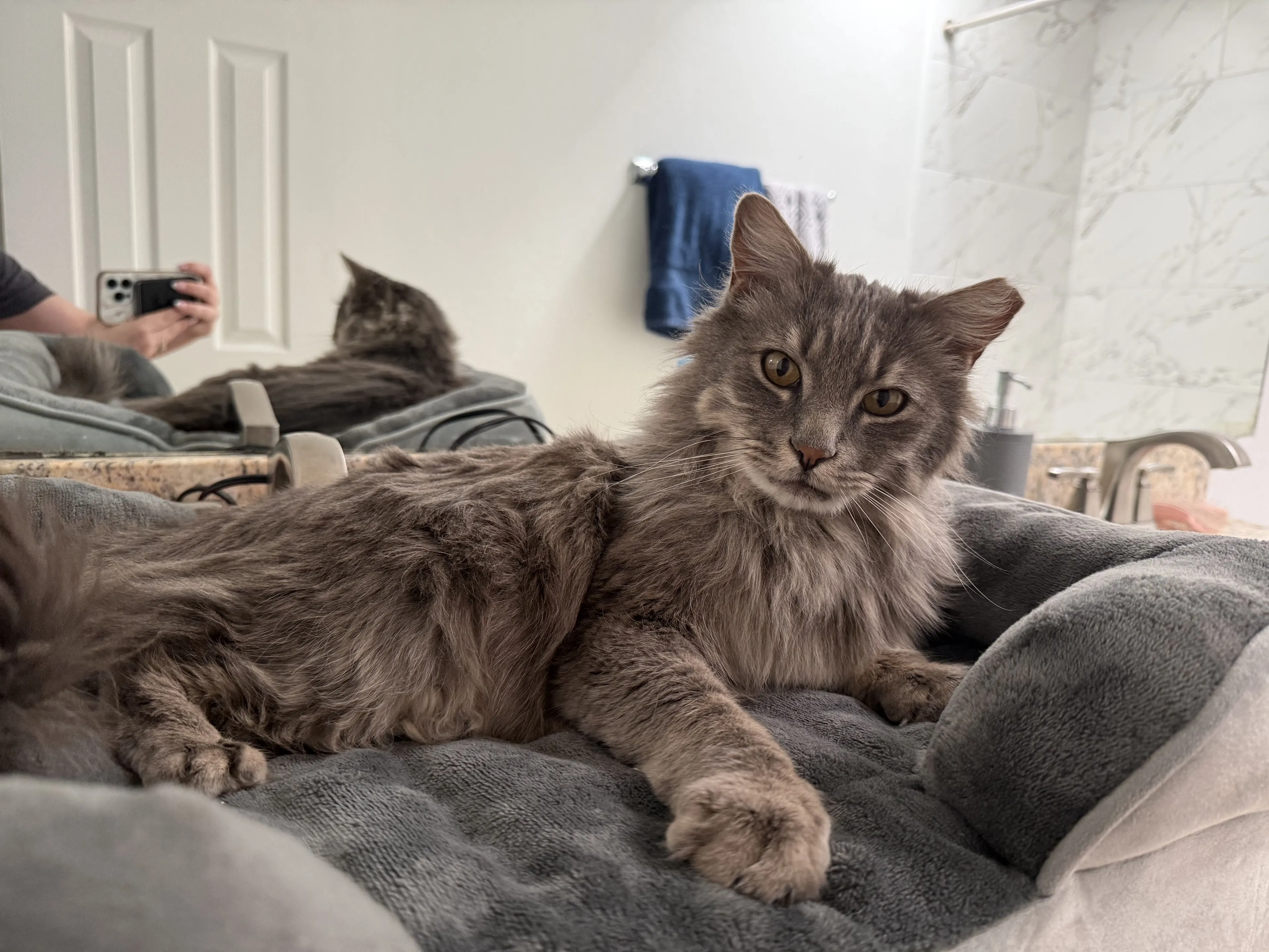 Lost pet