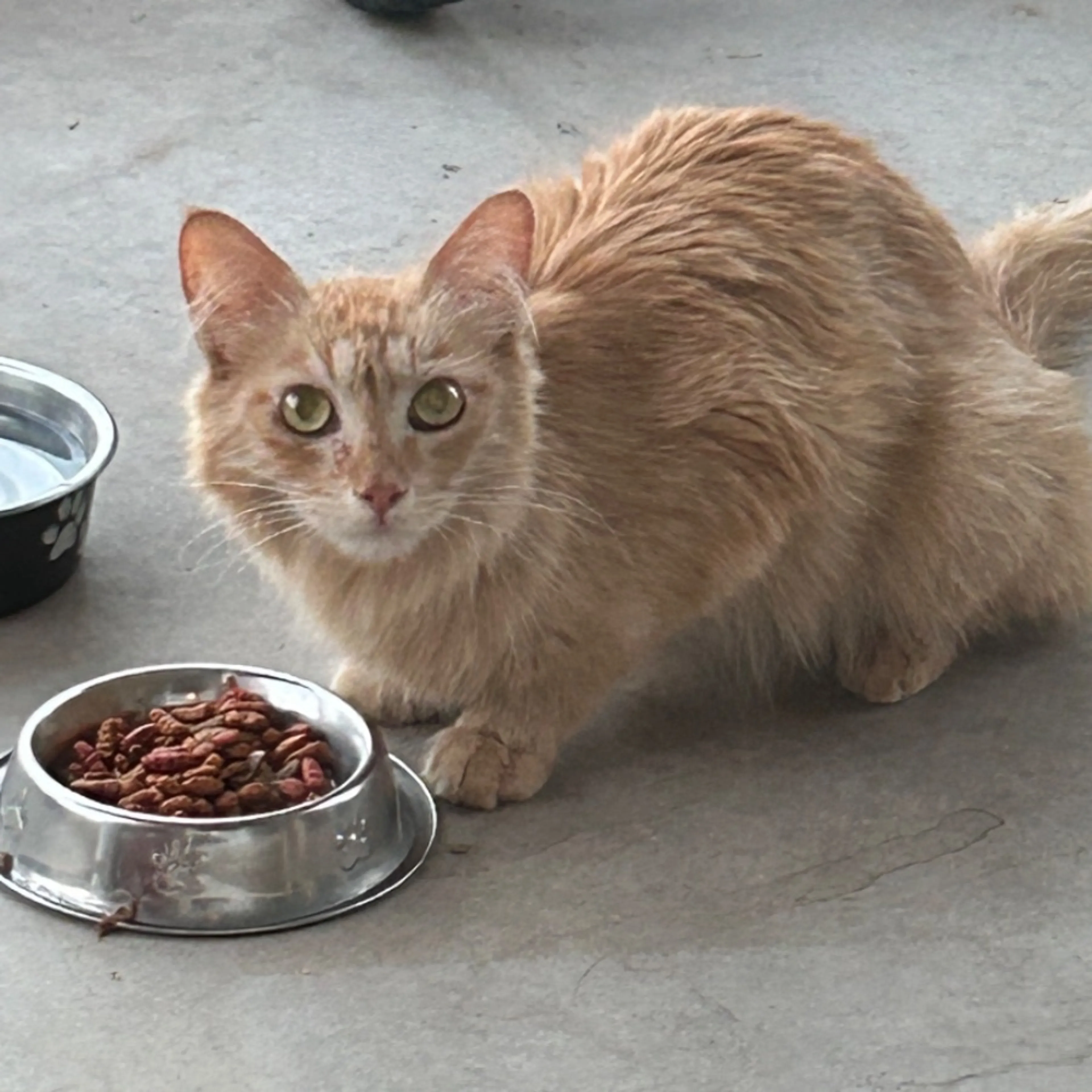 Found pet-0