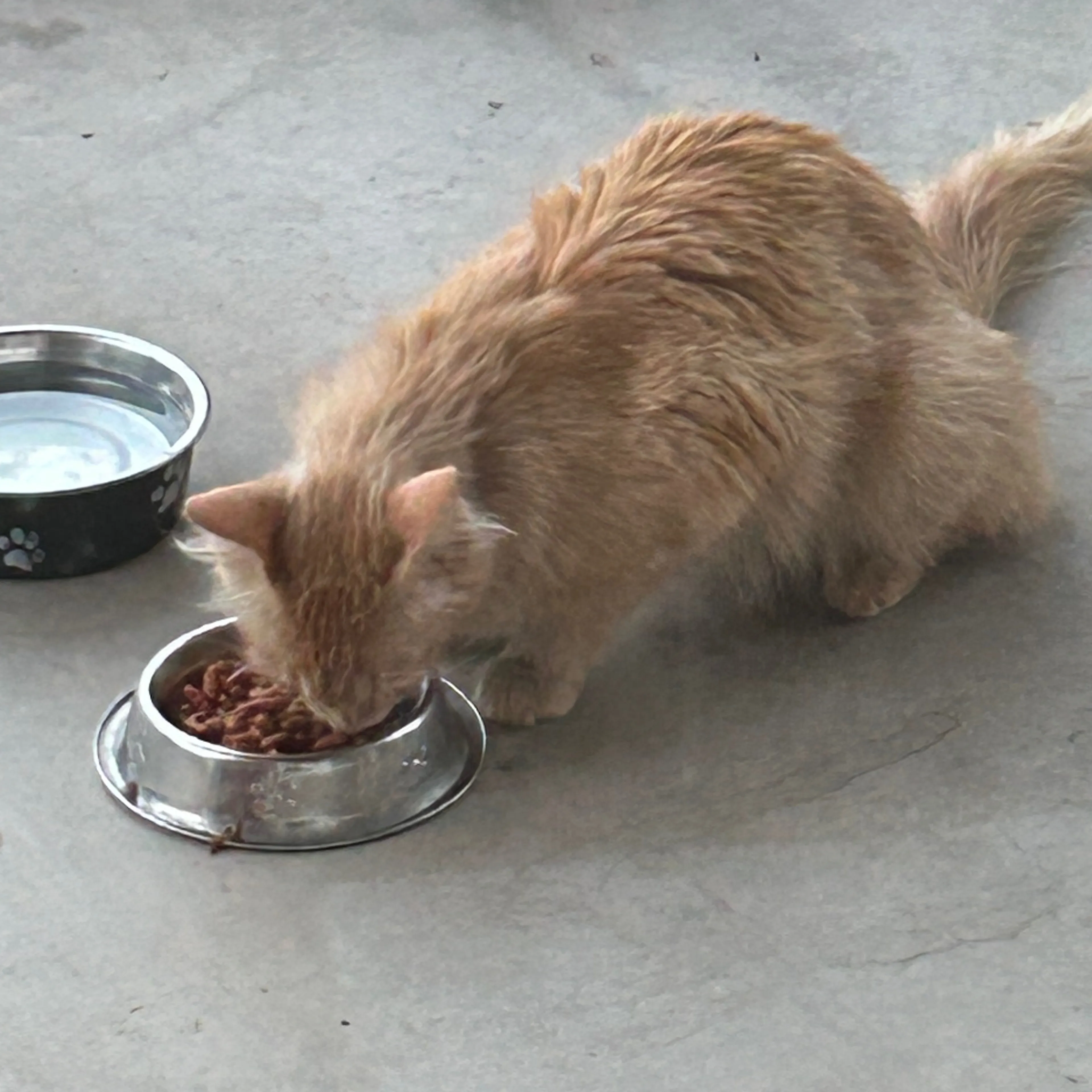 Found pet-1