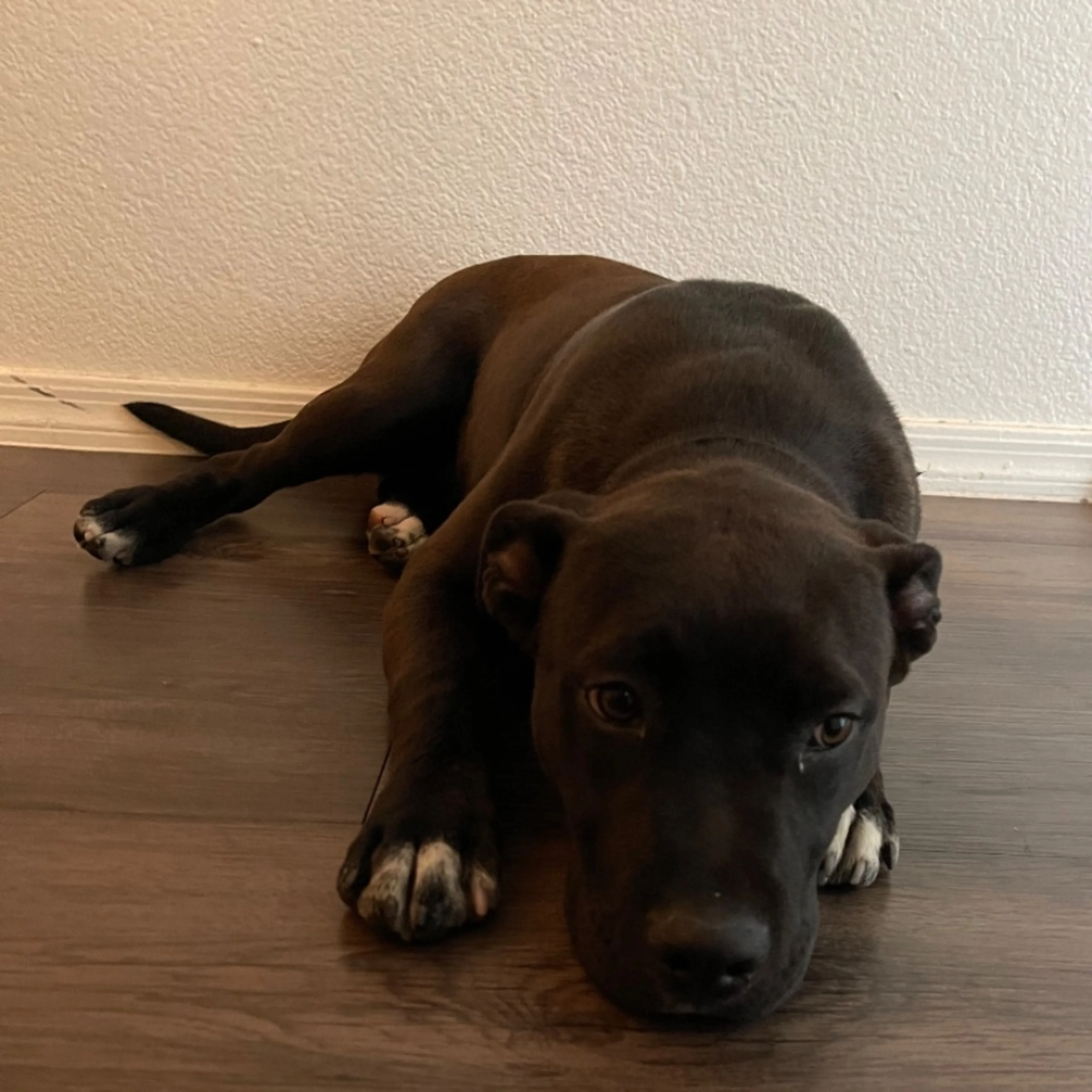Found pet