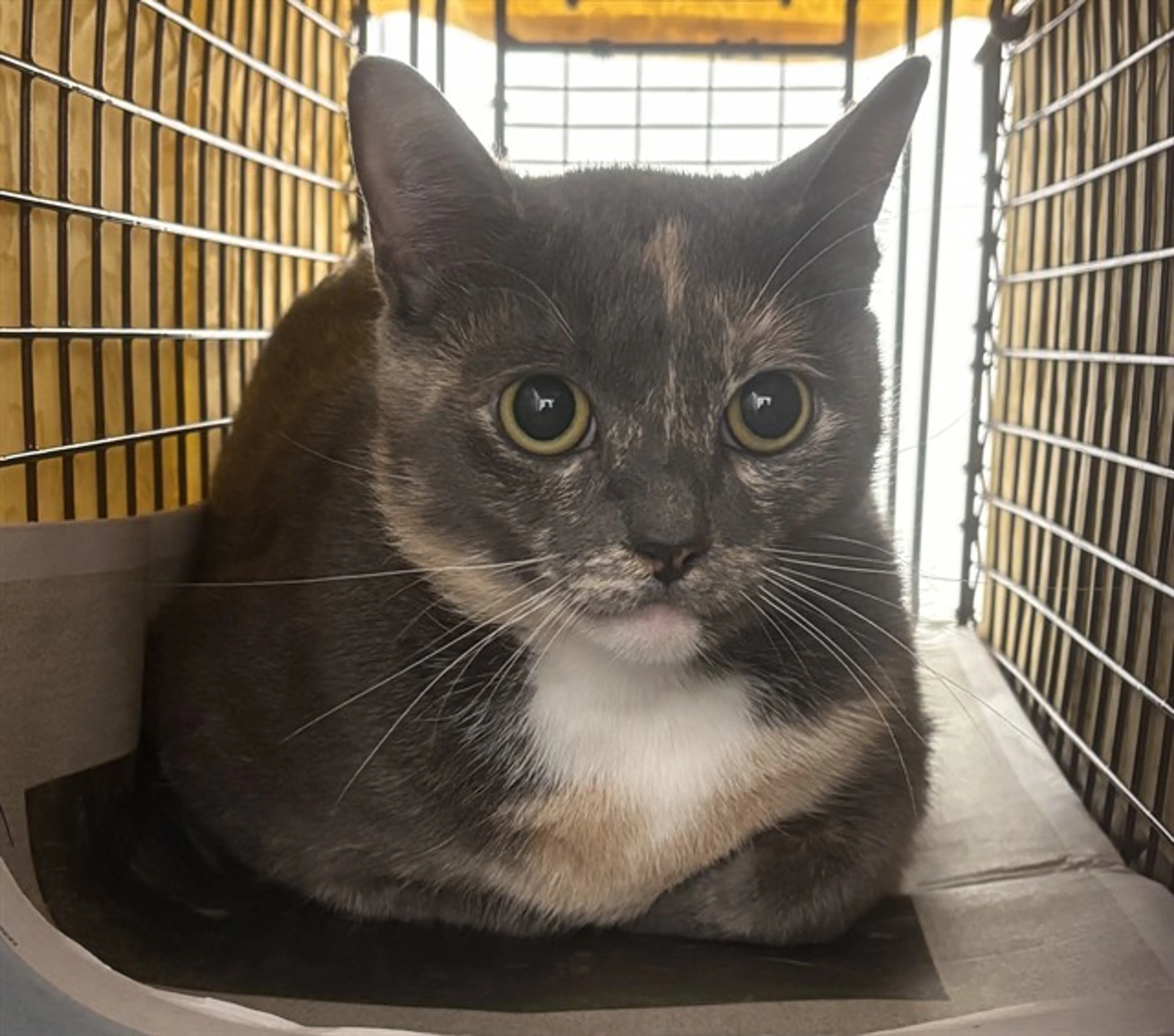 Found pet