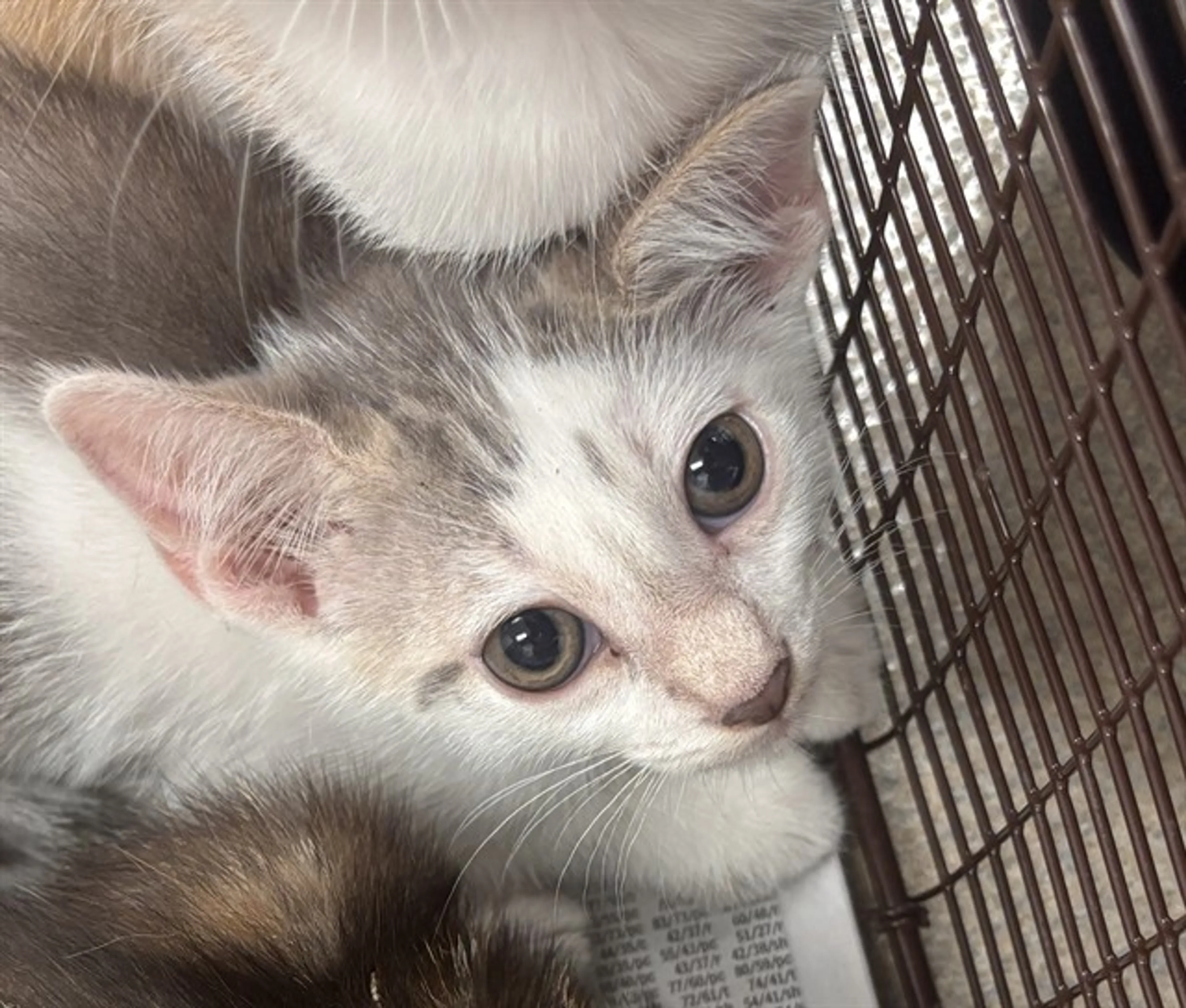 Found pet