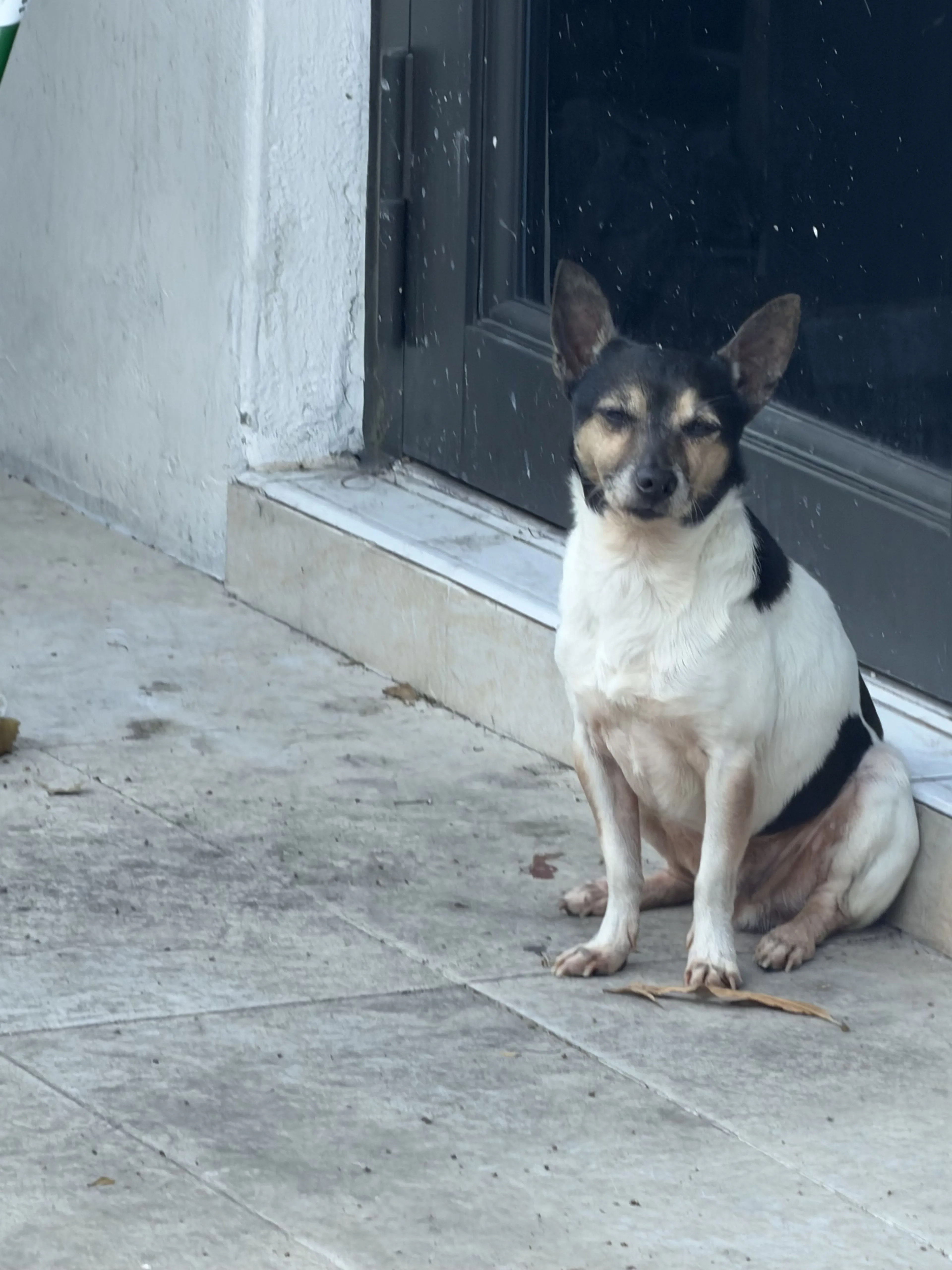 Lost pet-0