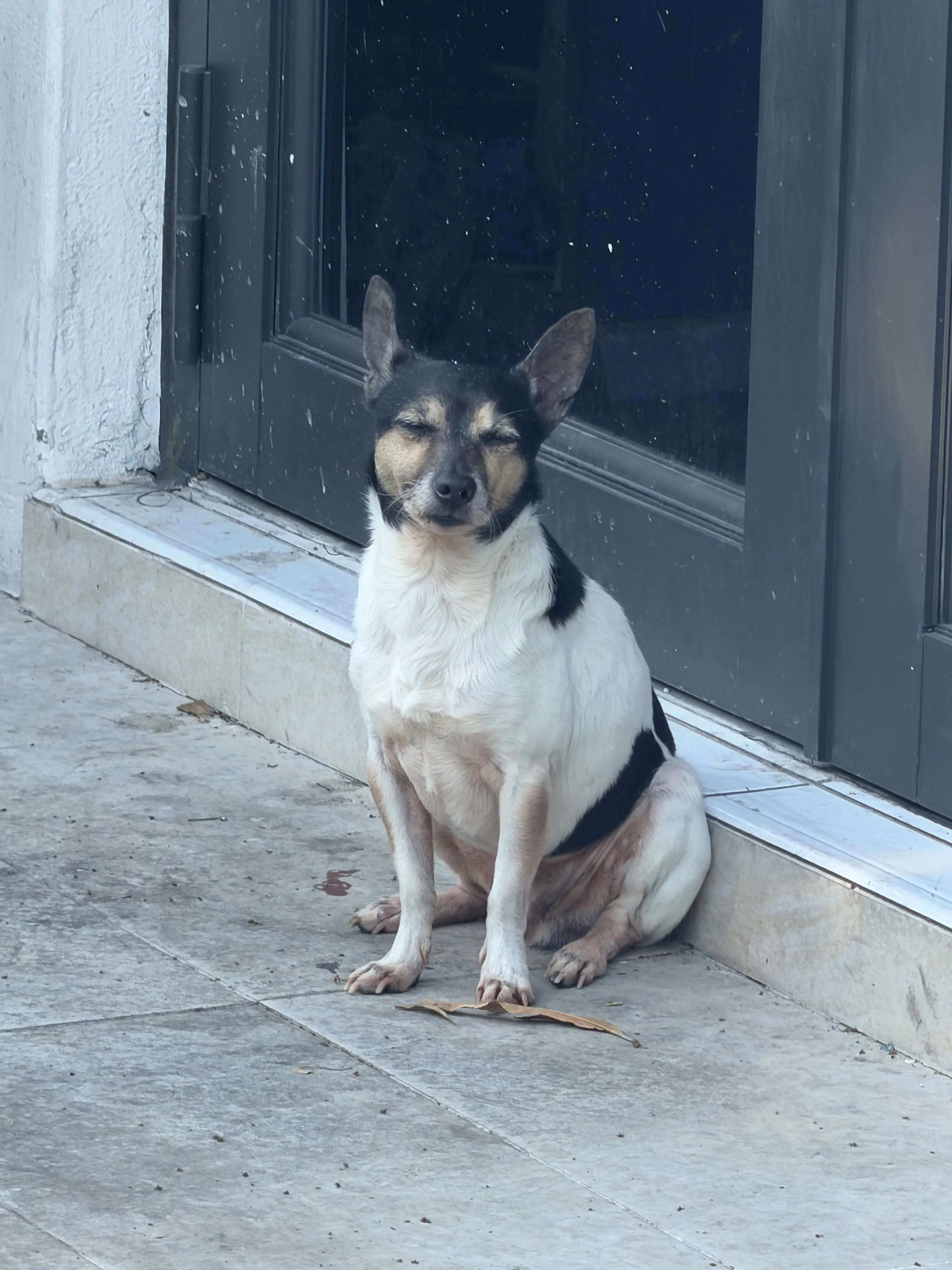 Lost pet-1