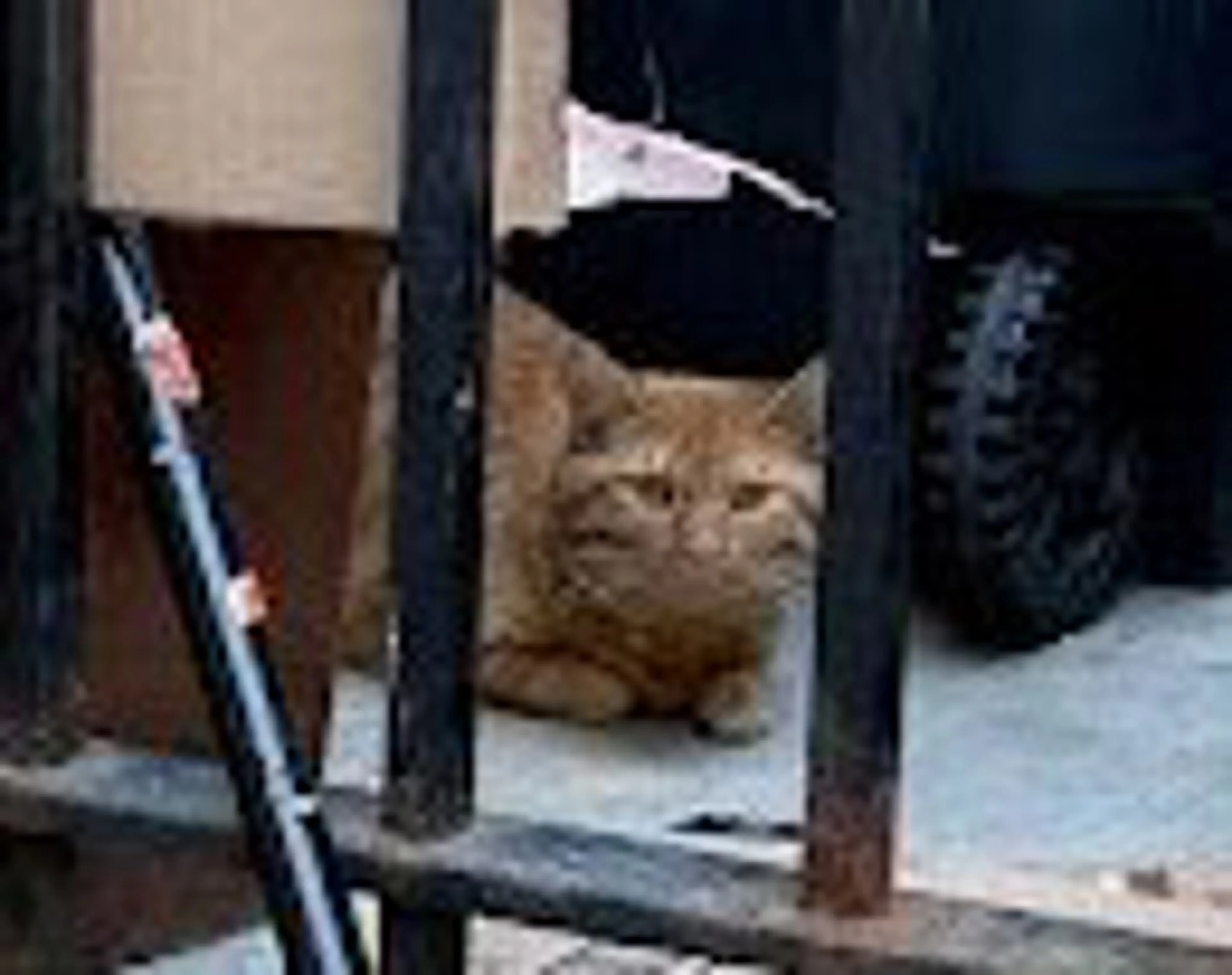 Found pet-1